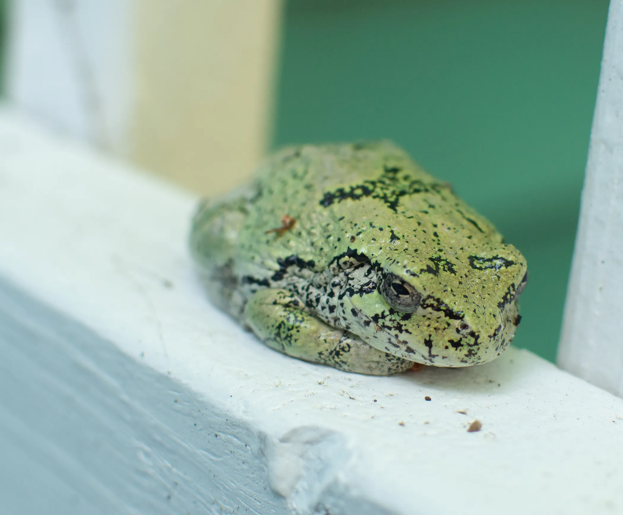 Frog in Rochester NH