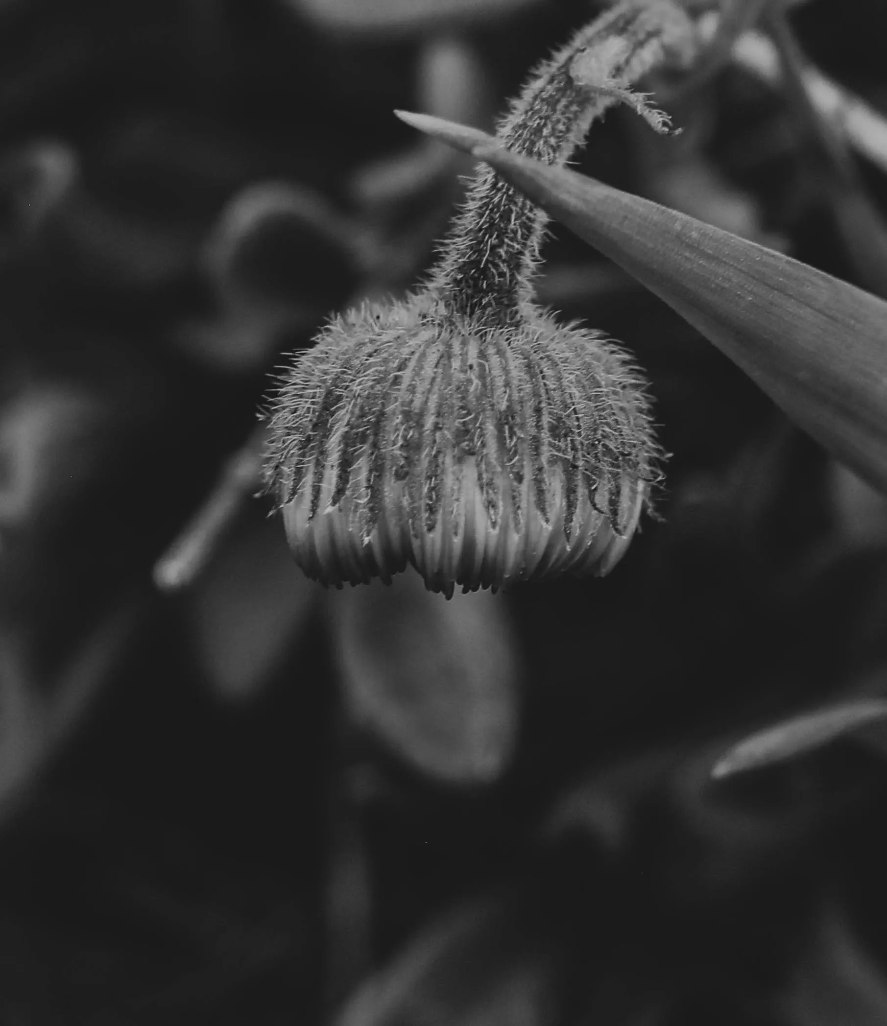 Sleeping Bloom