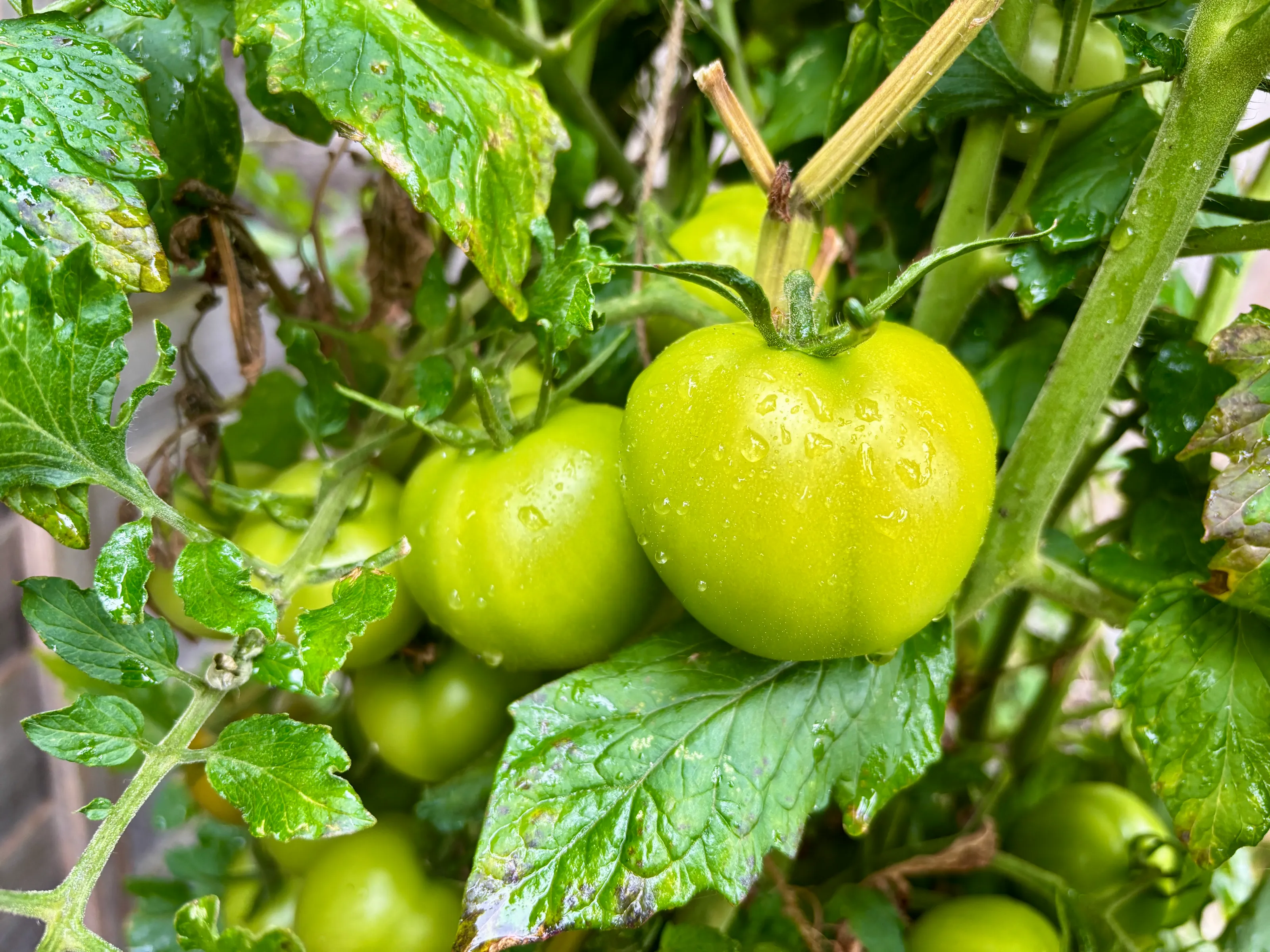 Growing on the Vine