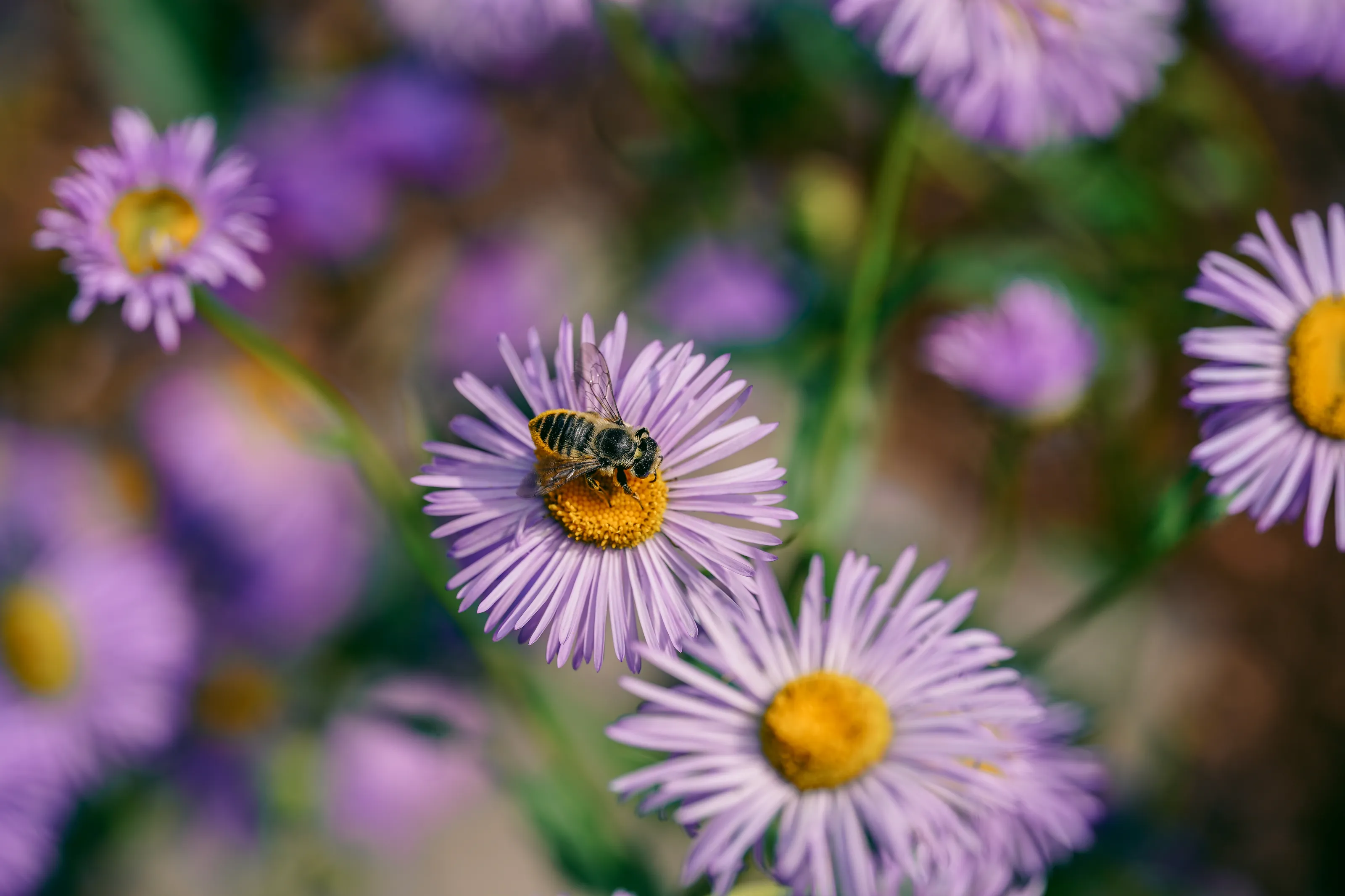 Field of Asters