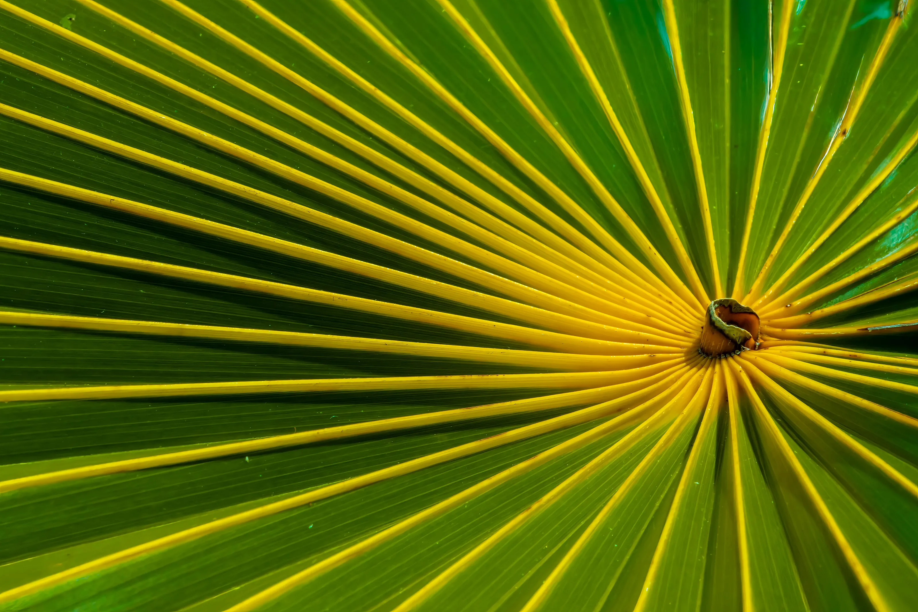 Only Green and Yellow