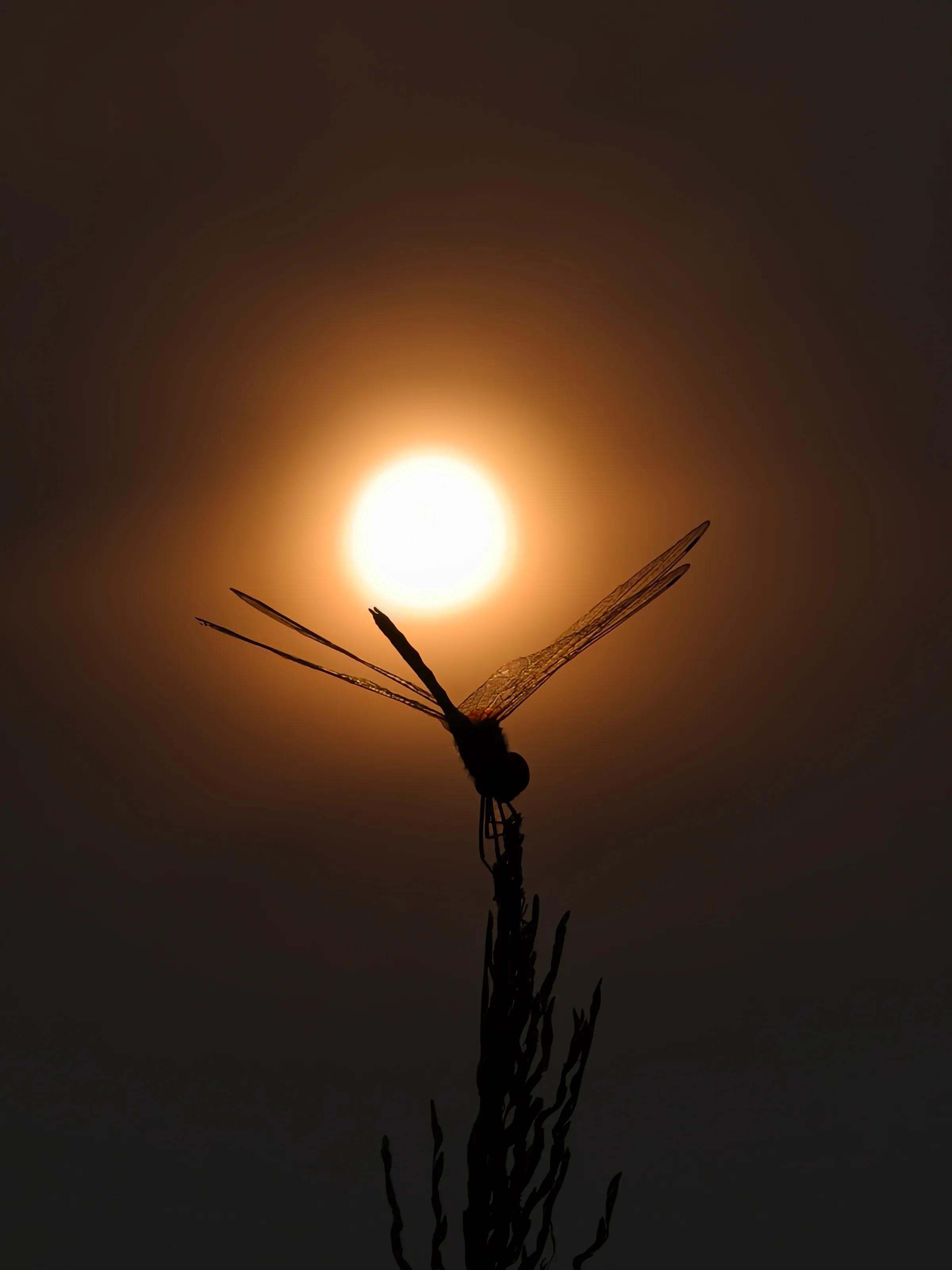 Wings of fire