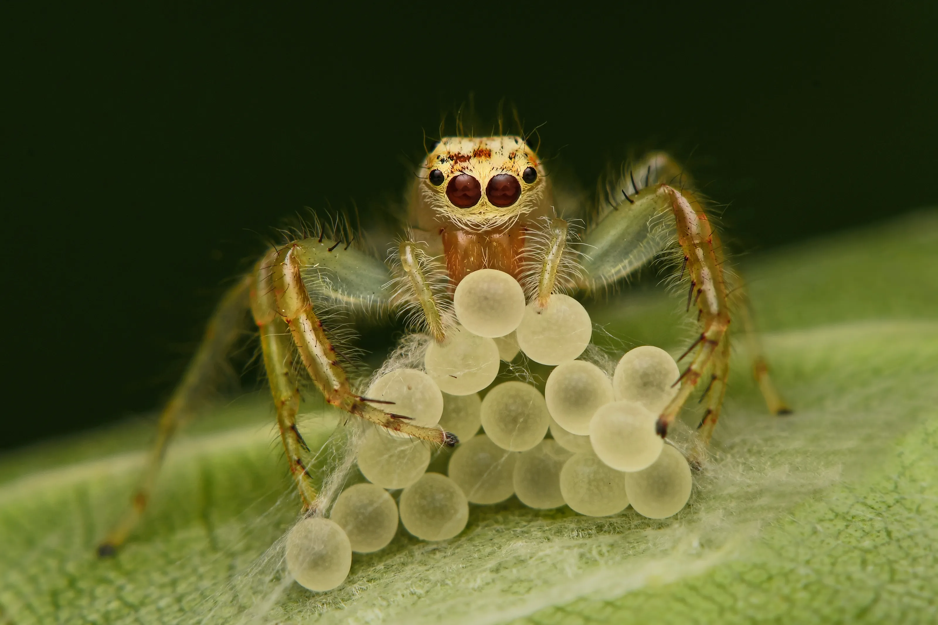 Egg-Eating Spider