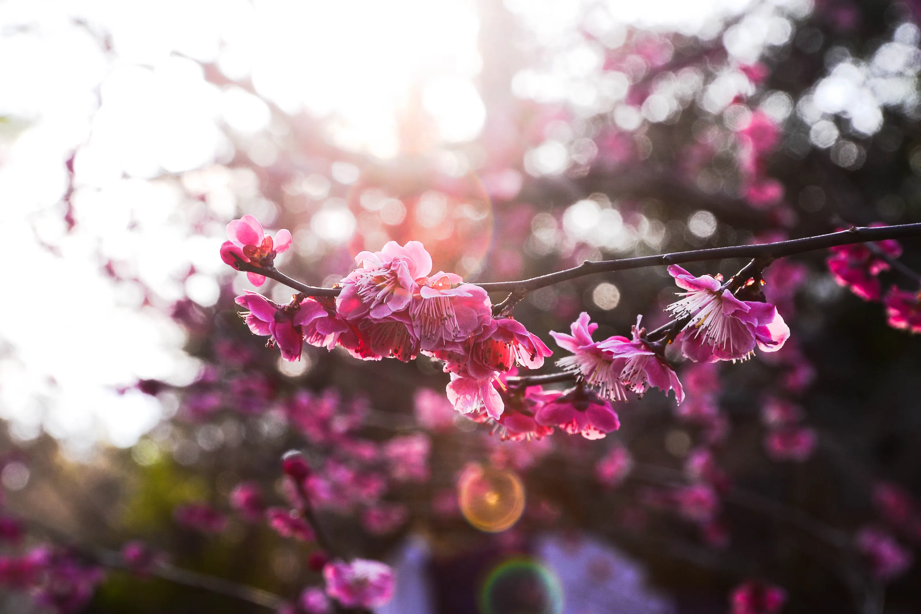Drops of light