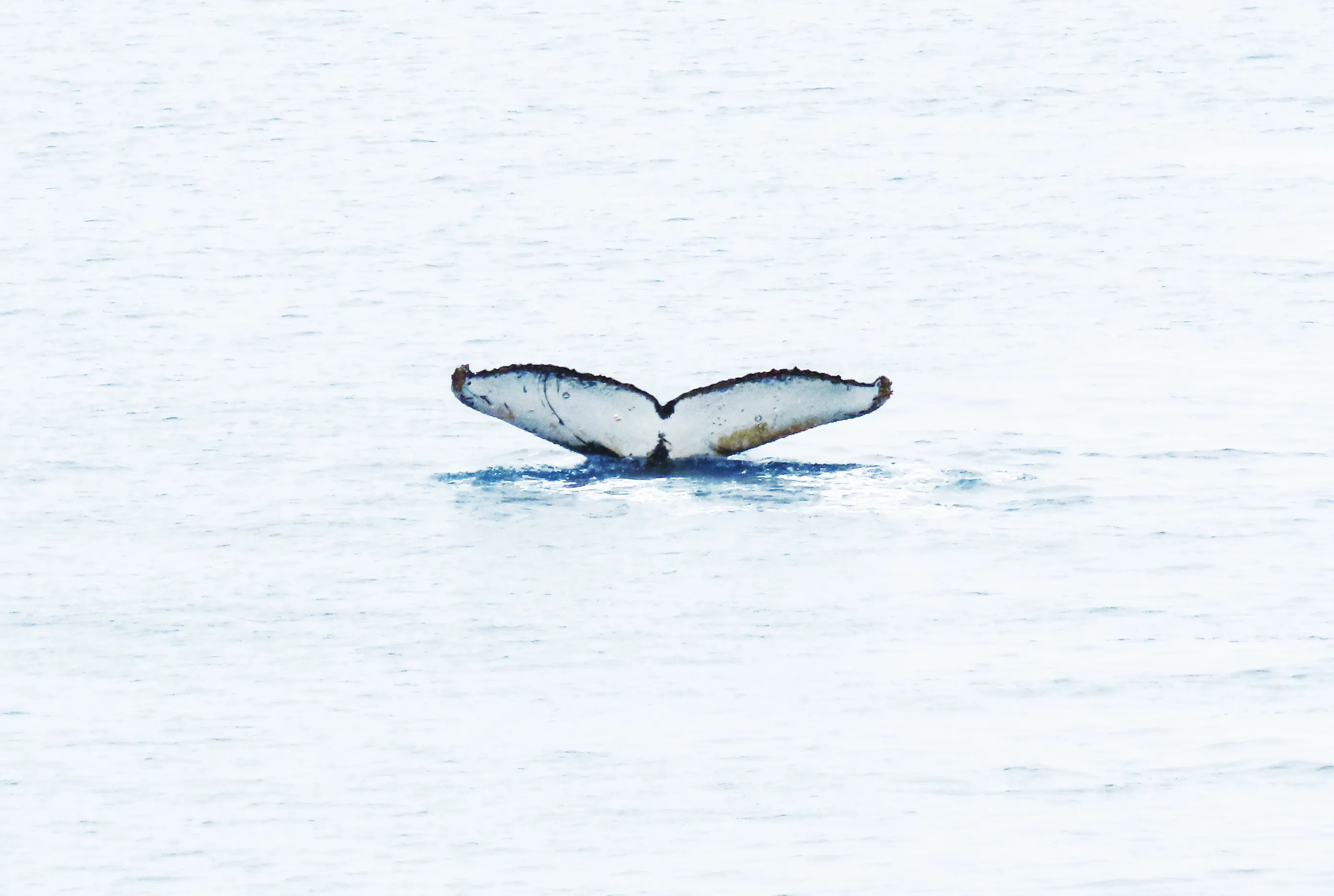 Fluke in Antarctica