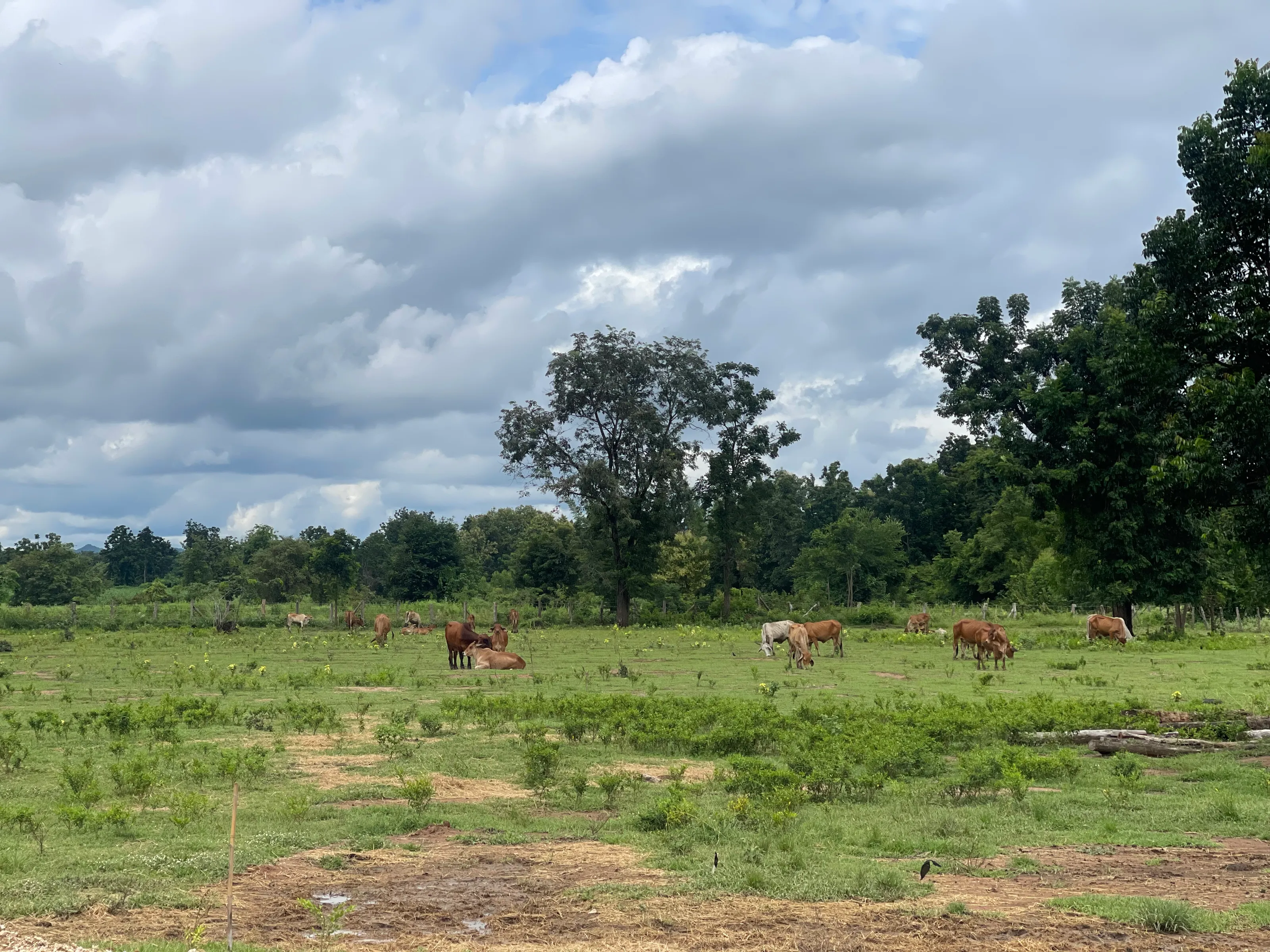 a herd of cattle