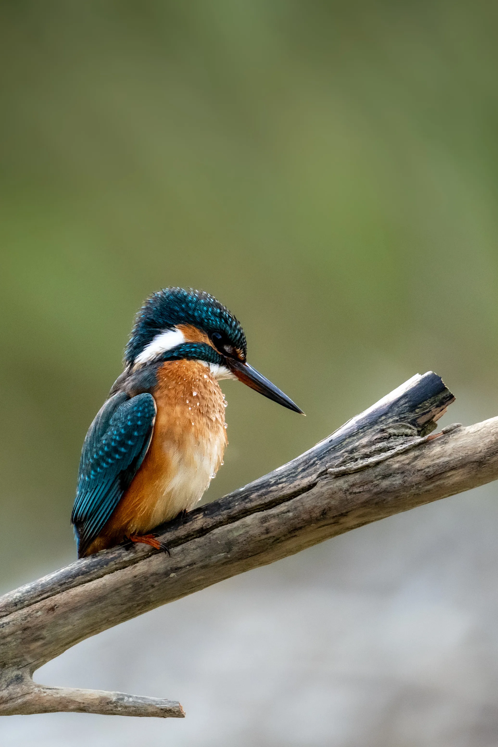 Kingfisher