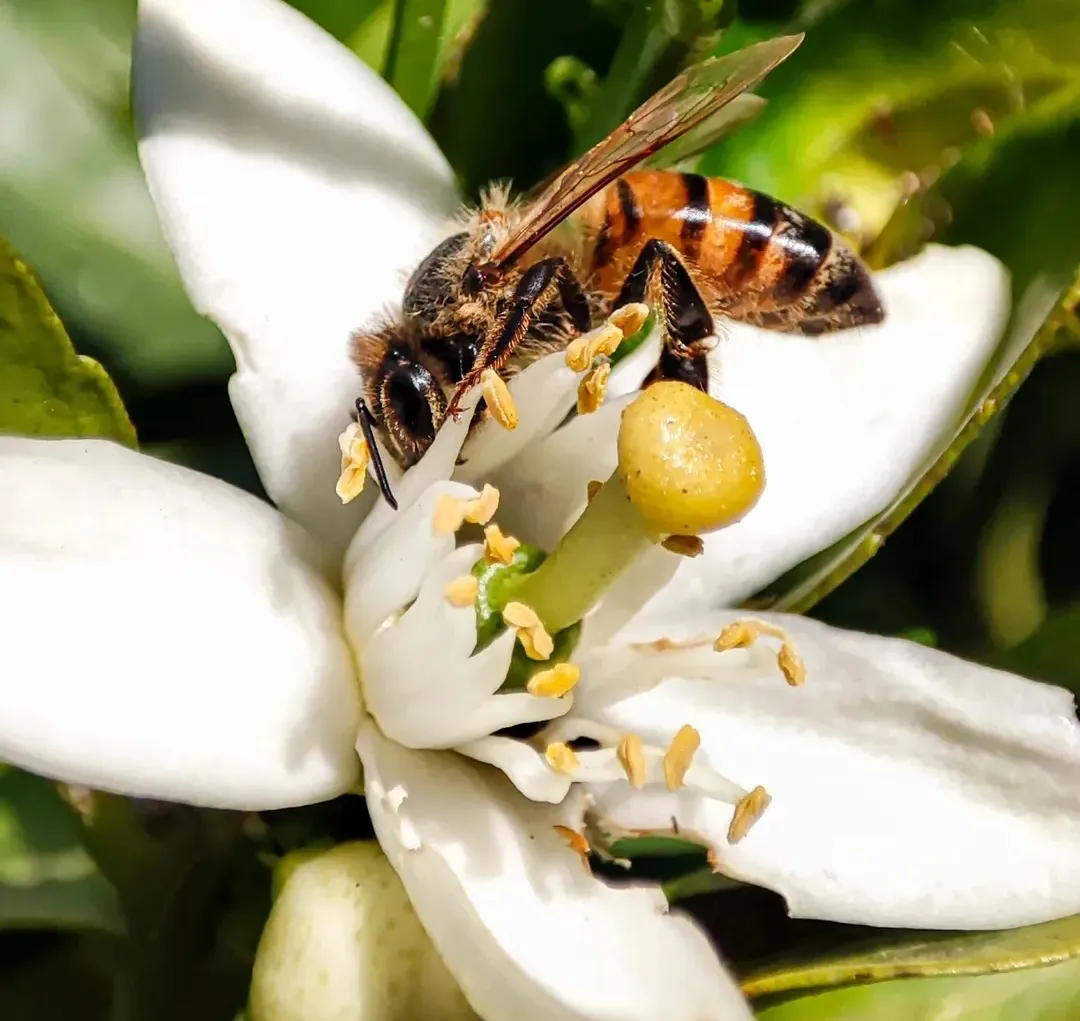 Abelha em uma flor de Larangeira