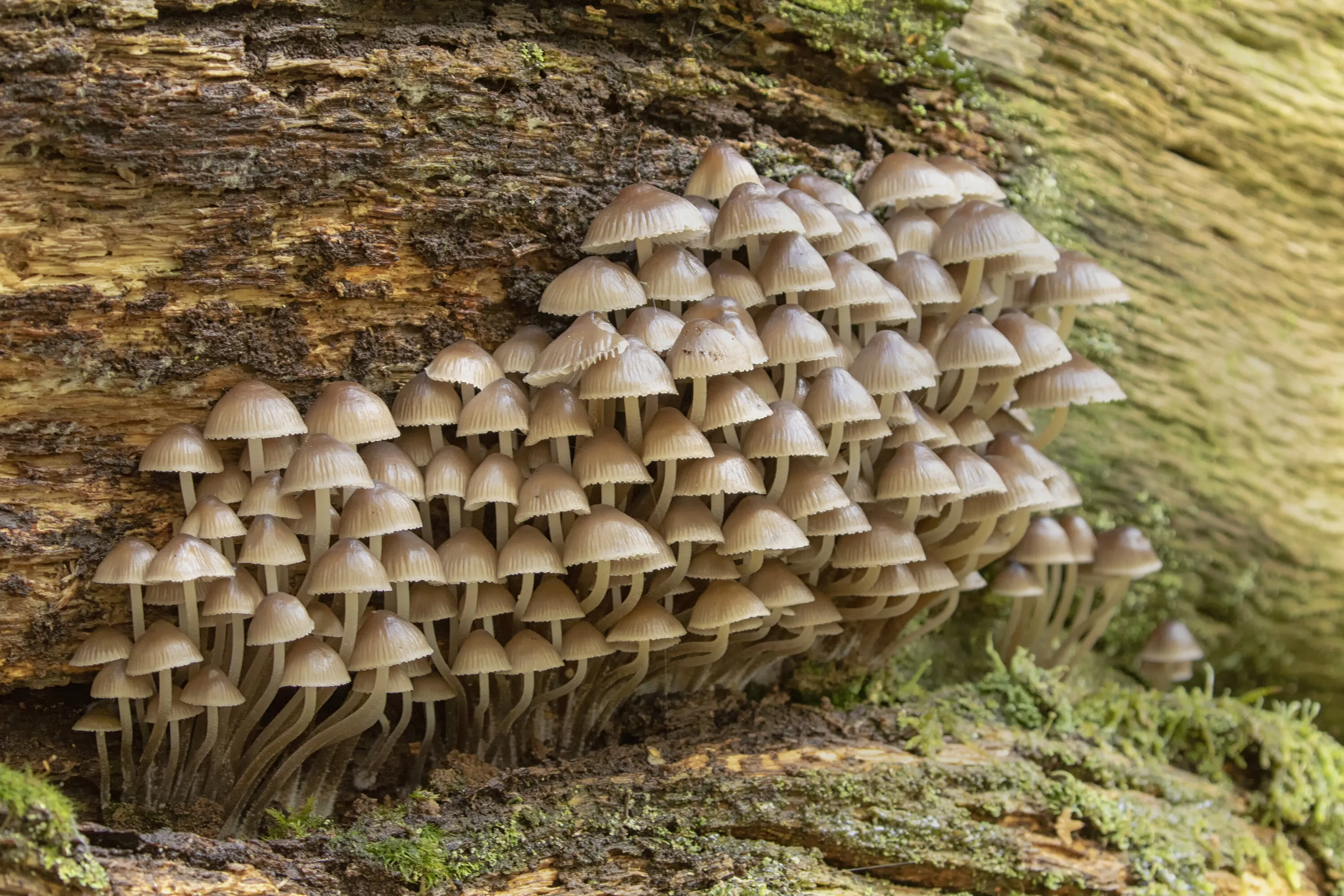 Fungi in Nature (in colour)