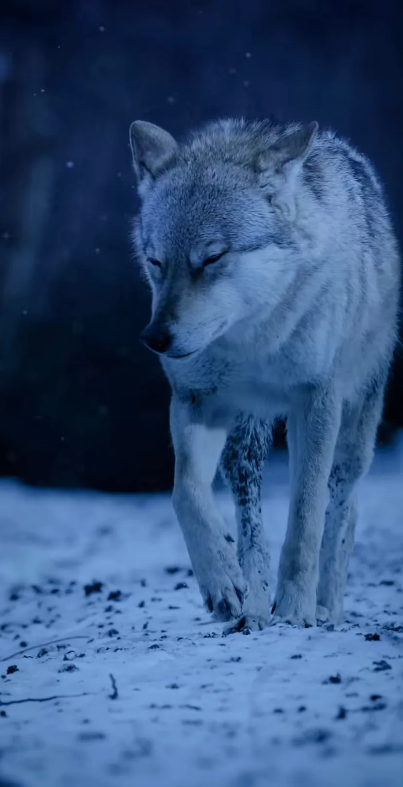 Wolf
