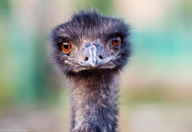 Emu at Paradise Wildlife Park