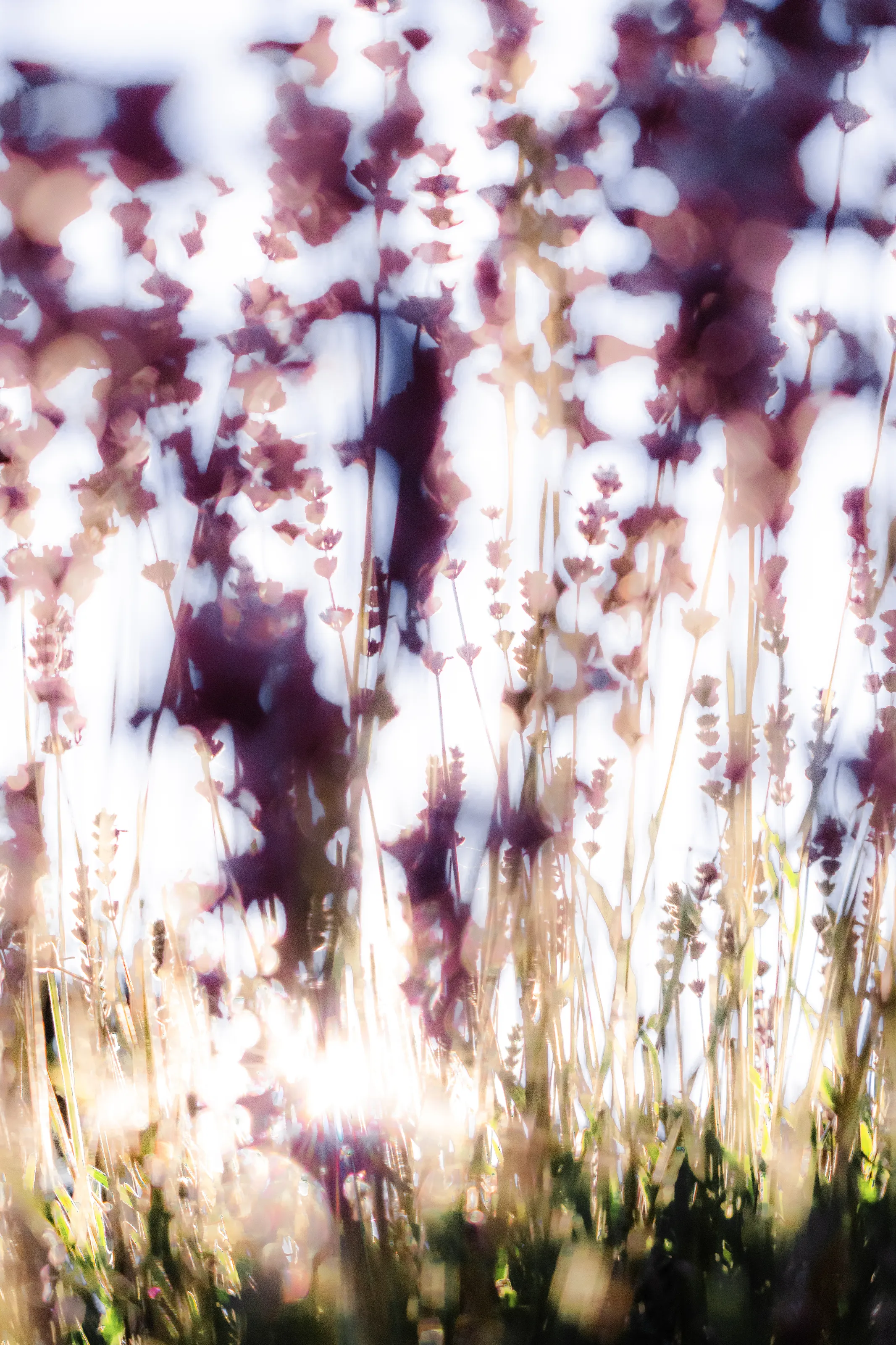 The Summer Sun