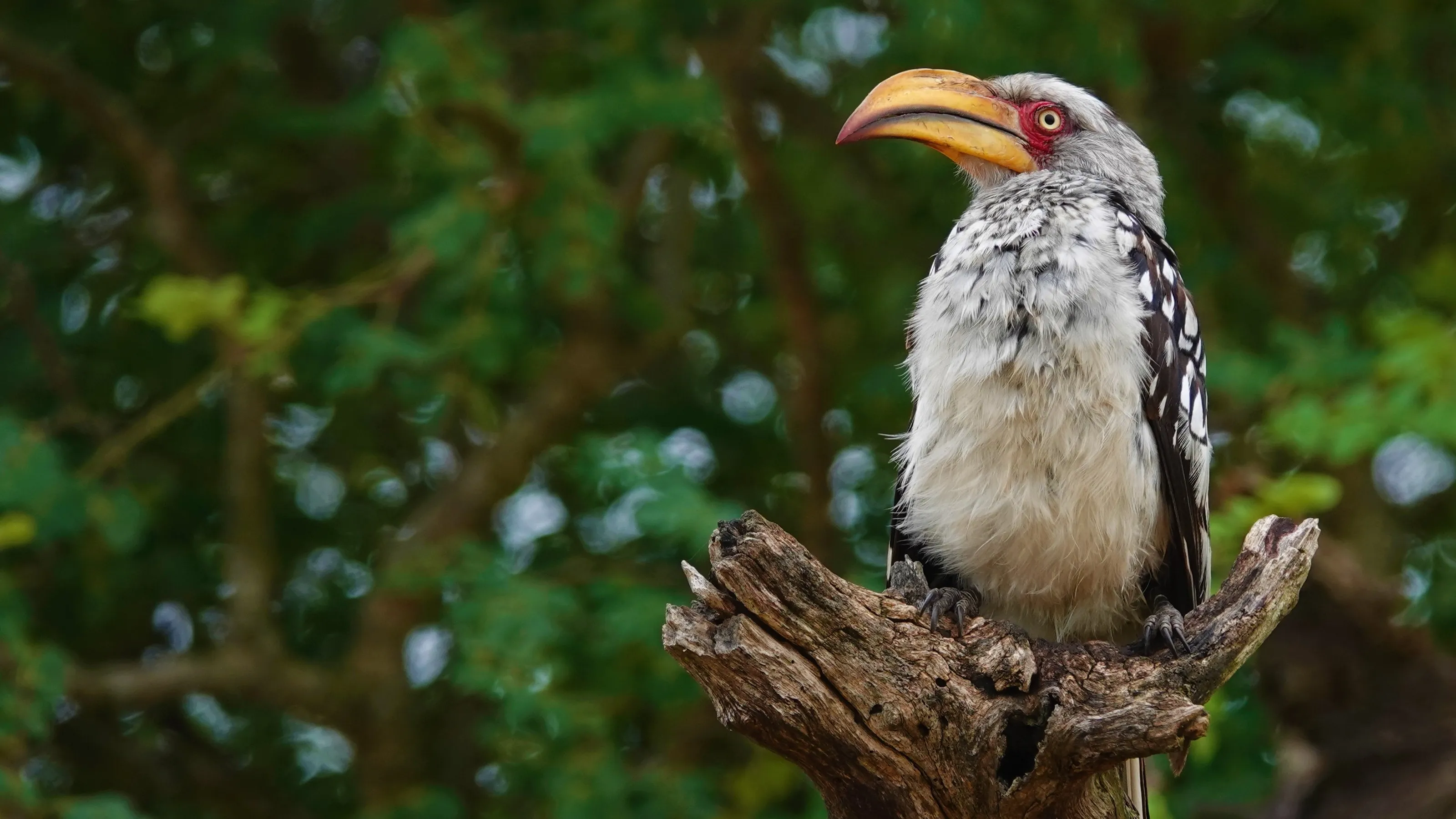 Southen Yelloe Billed Hornbill
