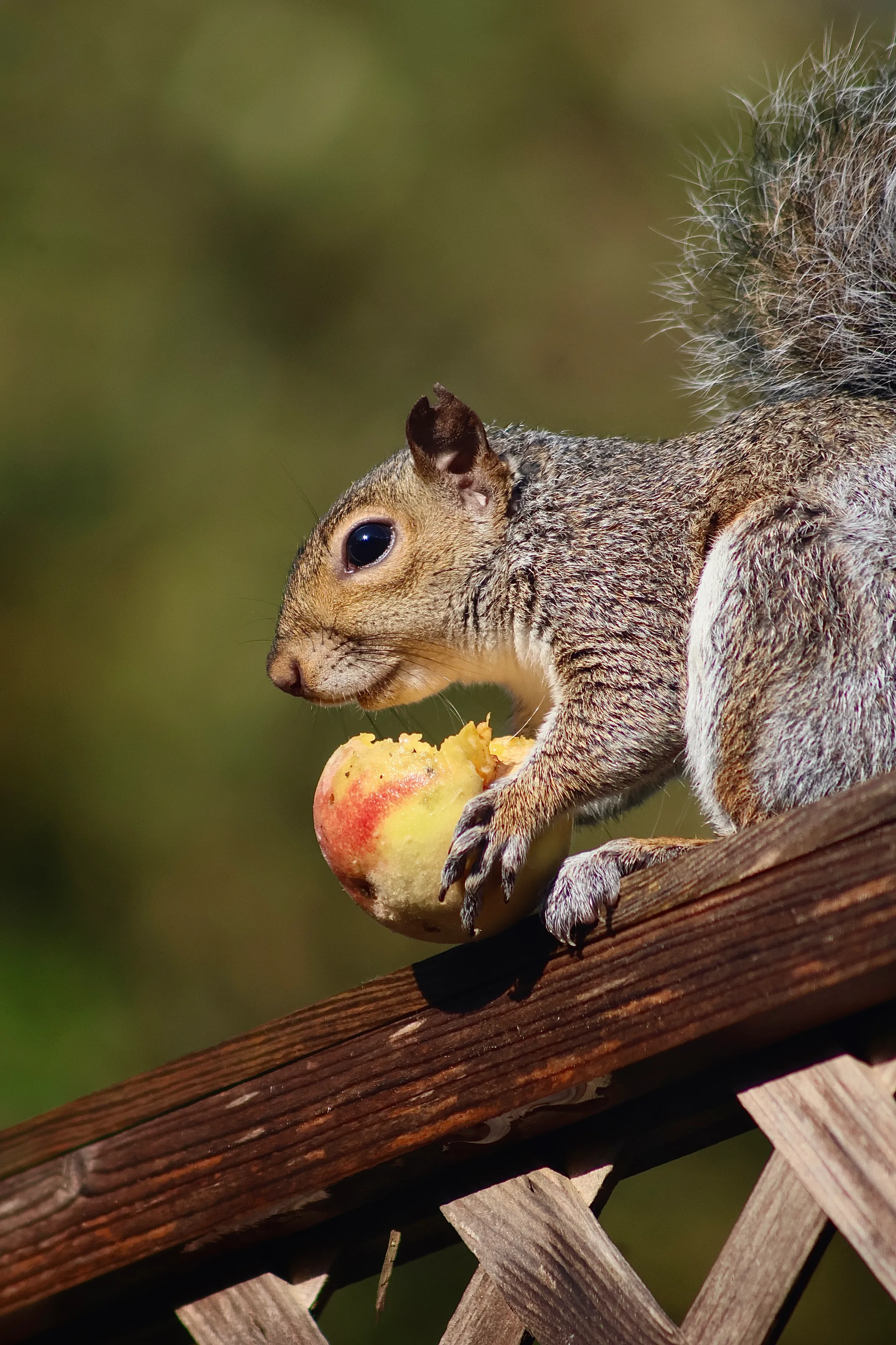 Our Fruit Thief in Action