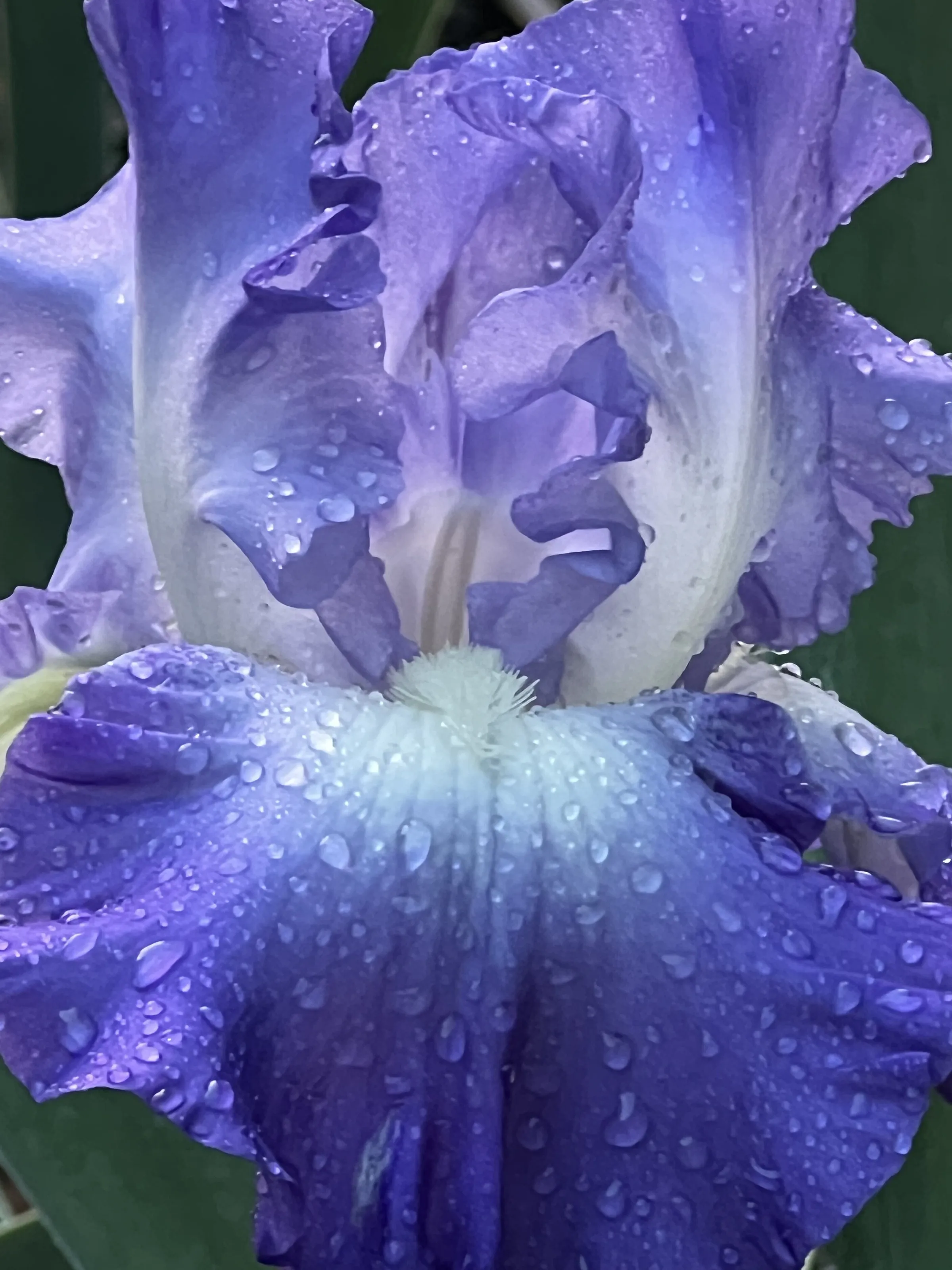 Iris Flowers