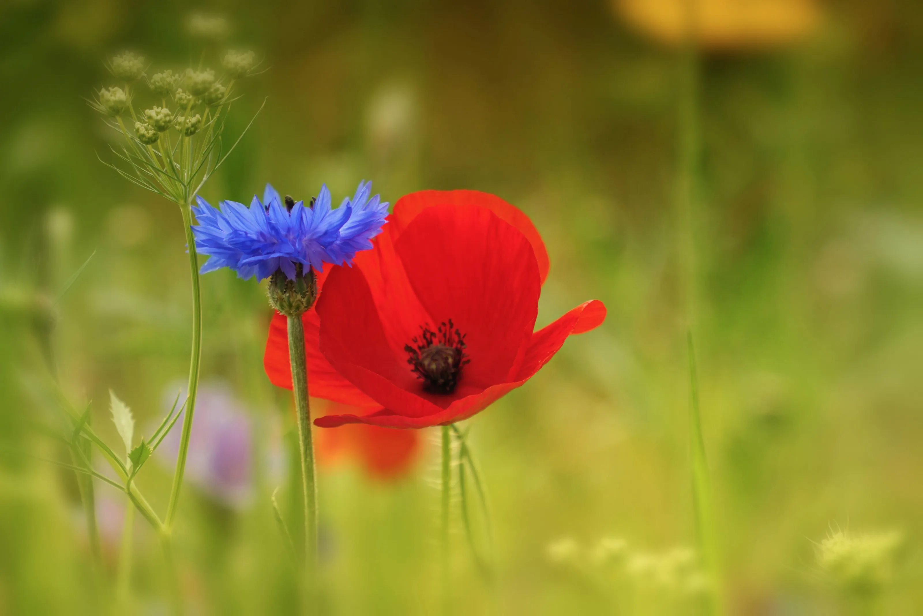 Beauty in Simplicity