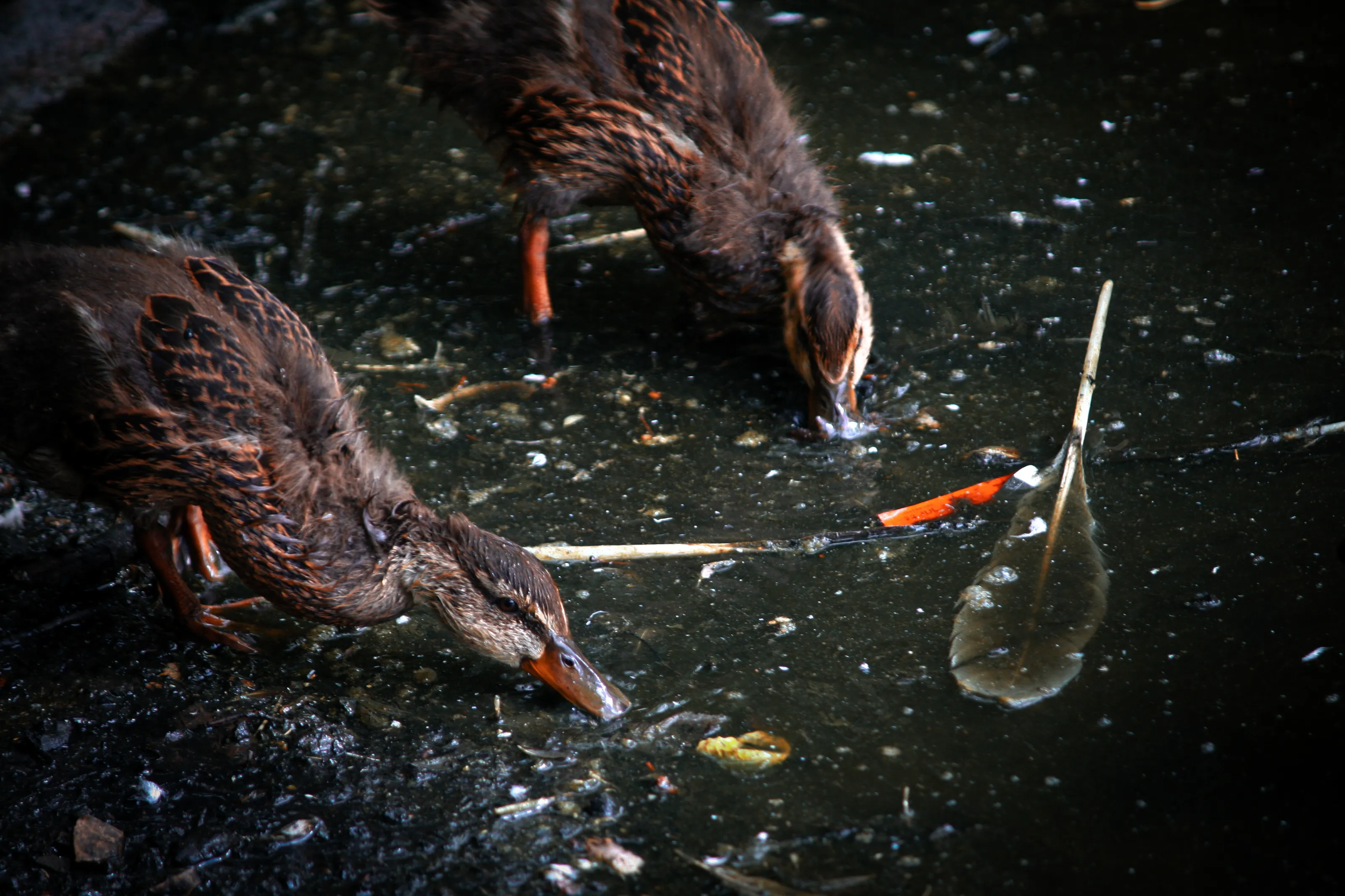 Little Ducklings