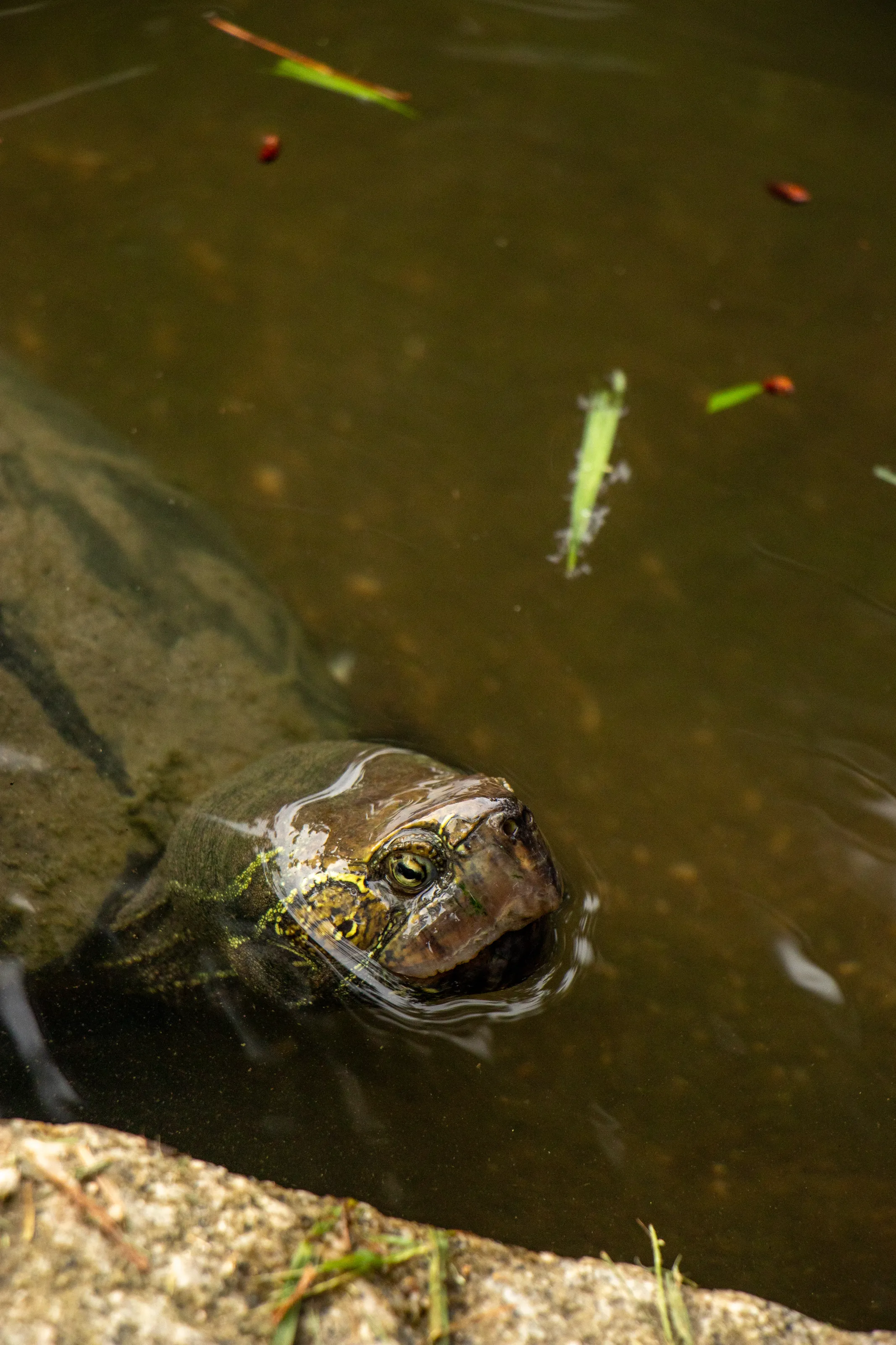 Turtle in Hiroschima Park Japan