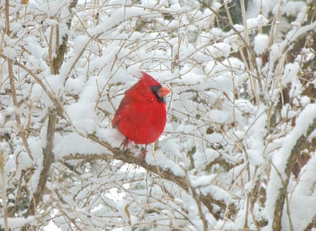 Cardinal in the Snow