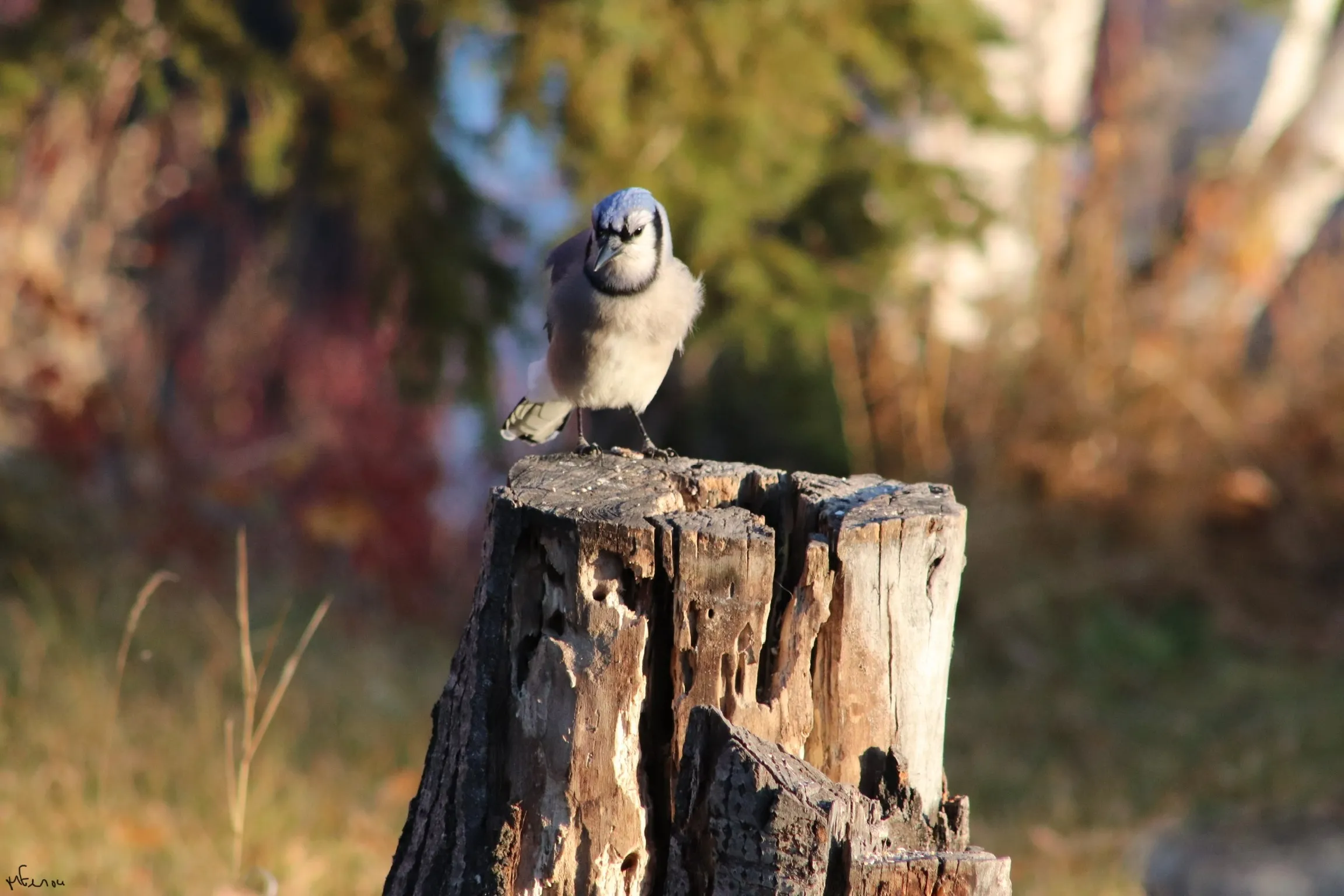 Blue jay