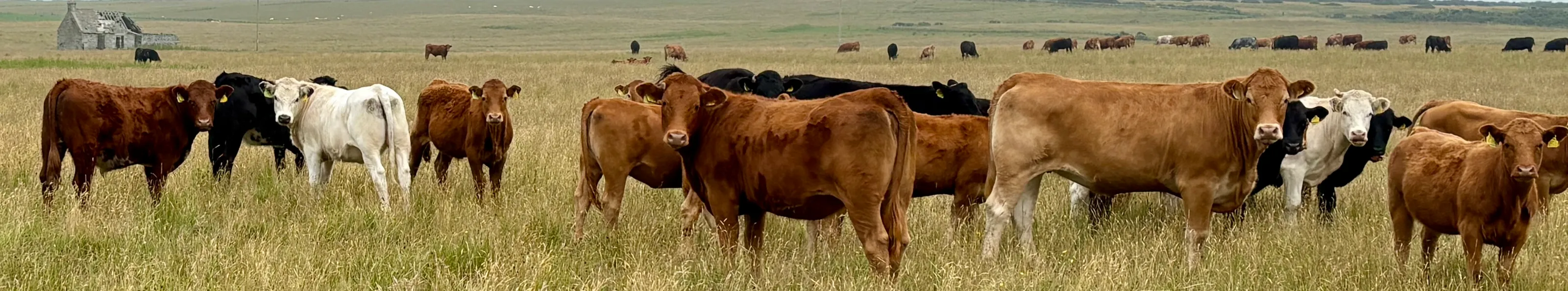 Cows in a Caithness field
