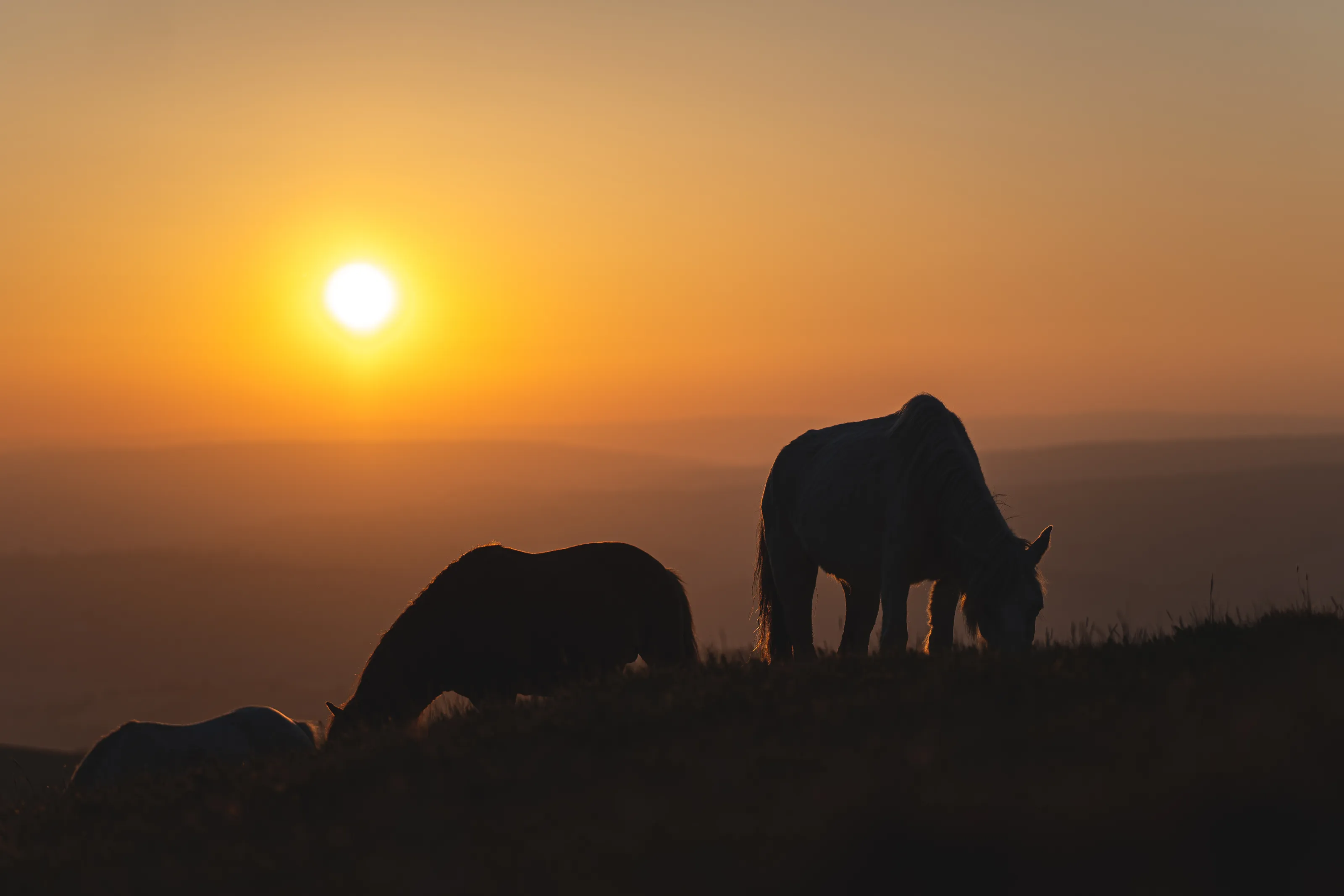 Sunset with horses