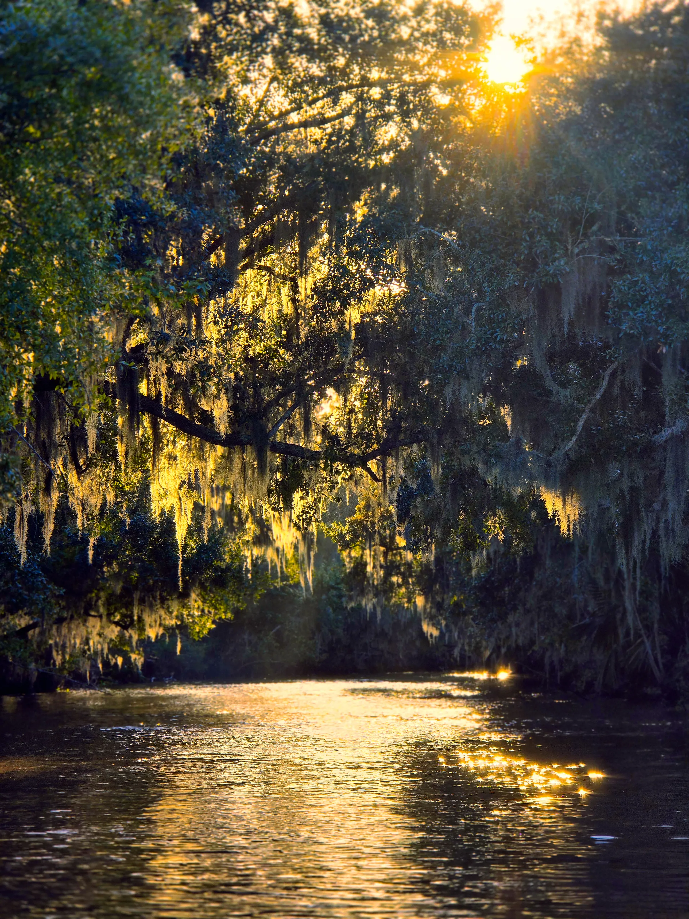 On the Bayou