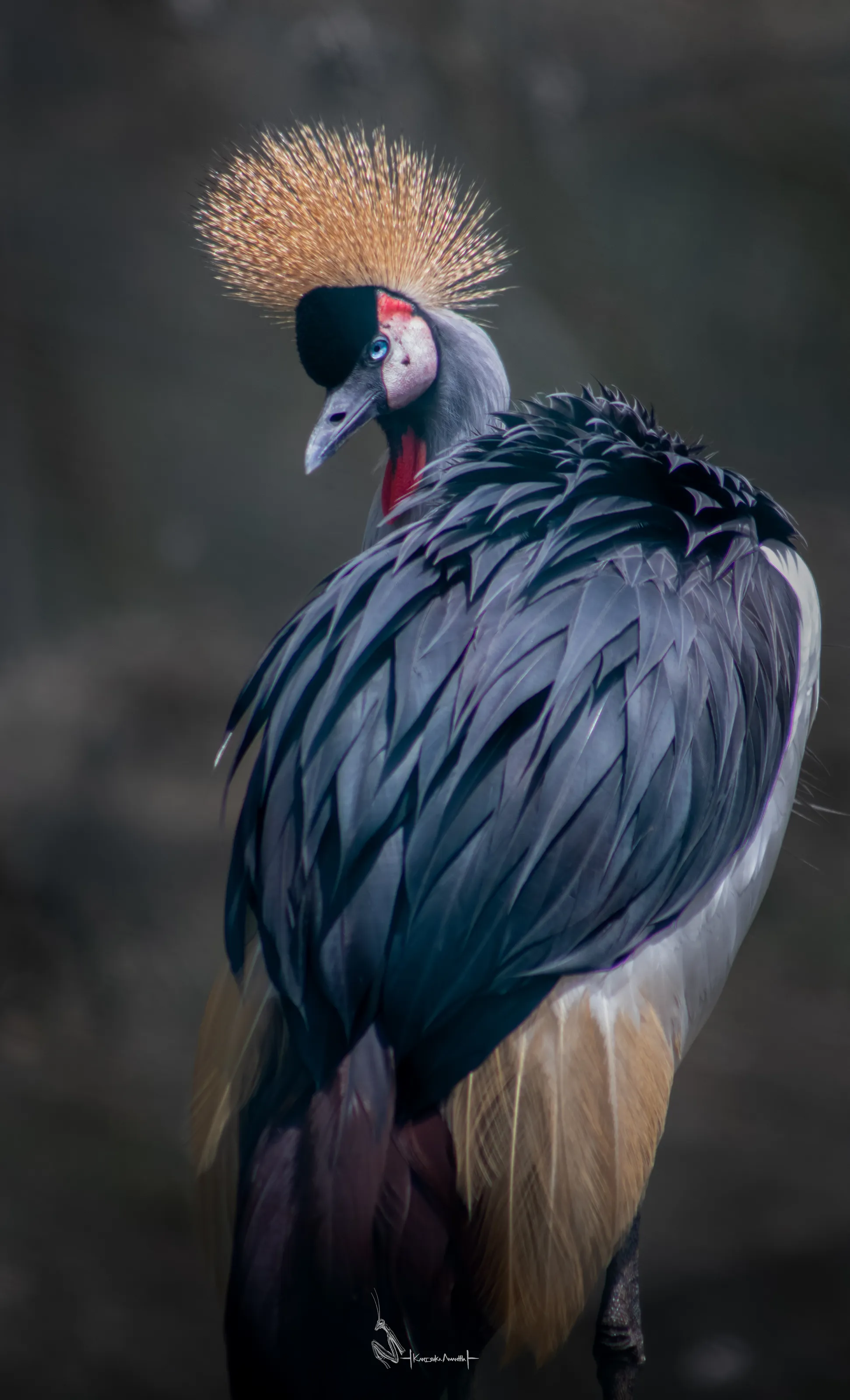 Beauty of a crane