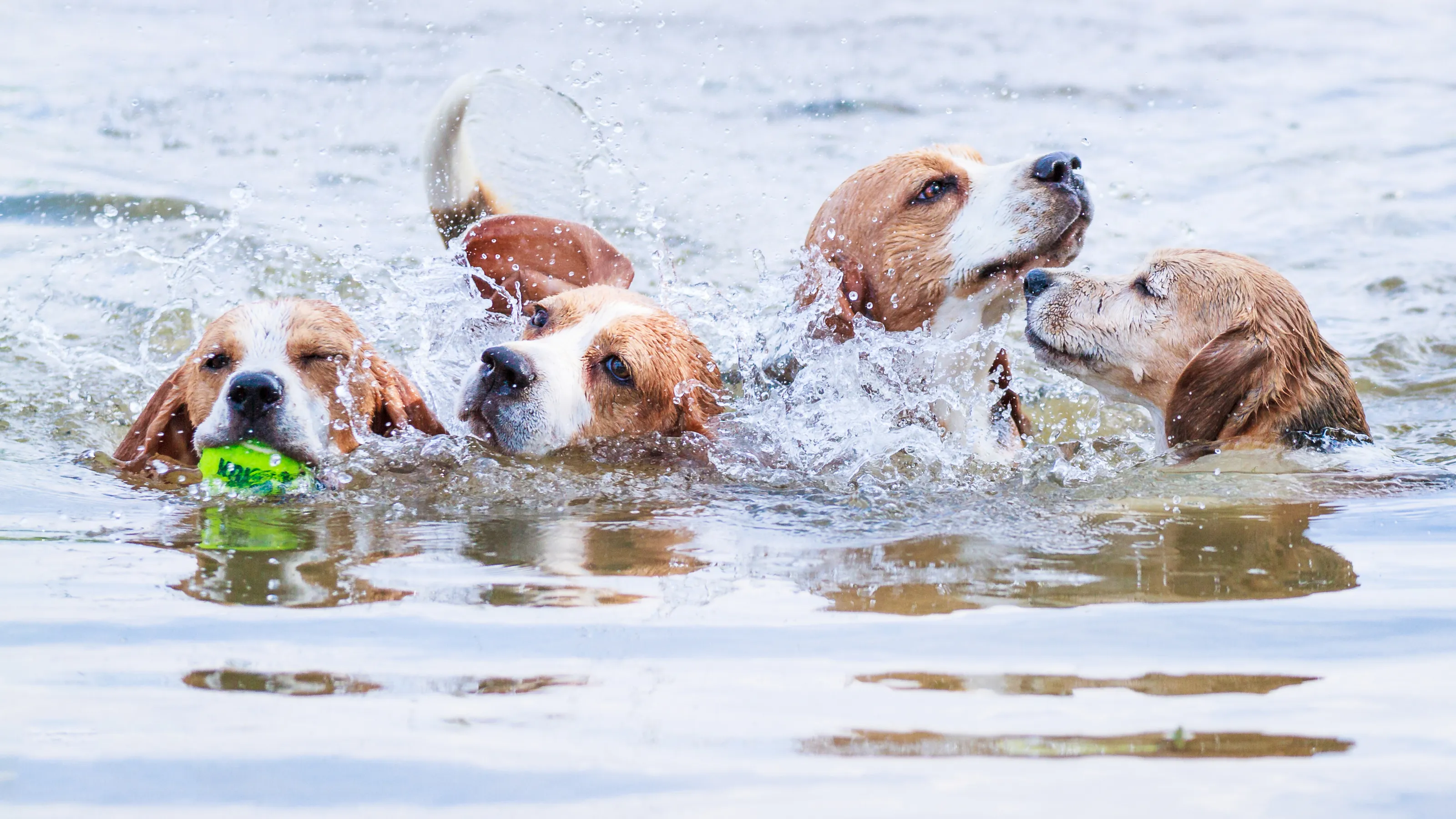 Aqua Beagles