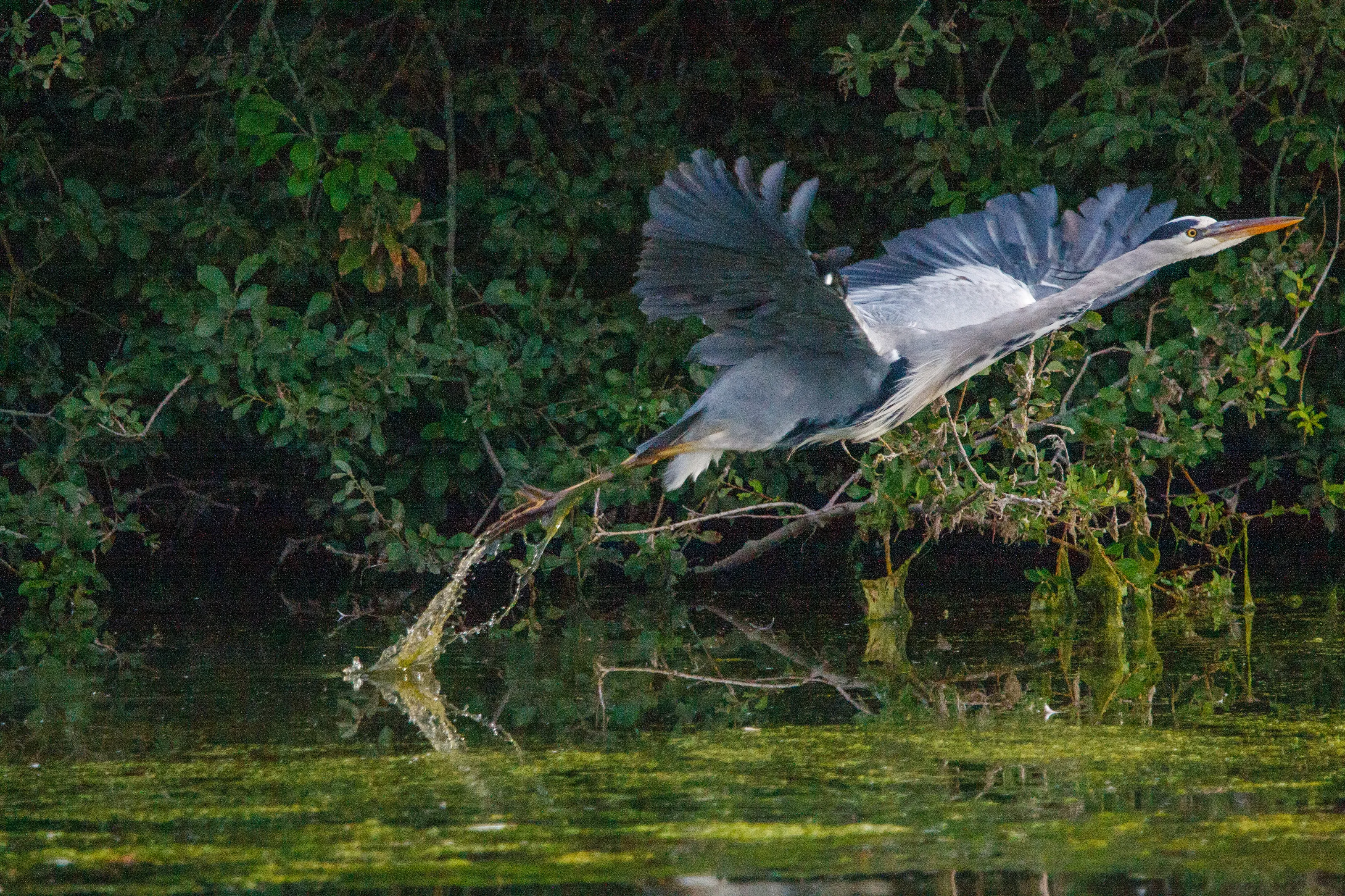 Grey Heron in Flight
