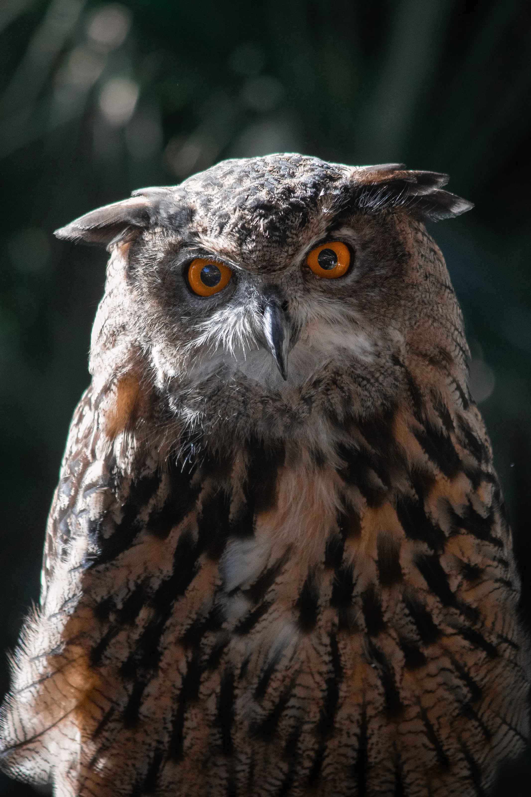 The Owl’s Eyes
