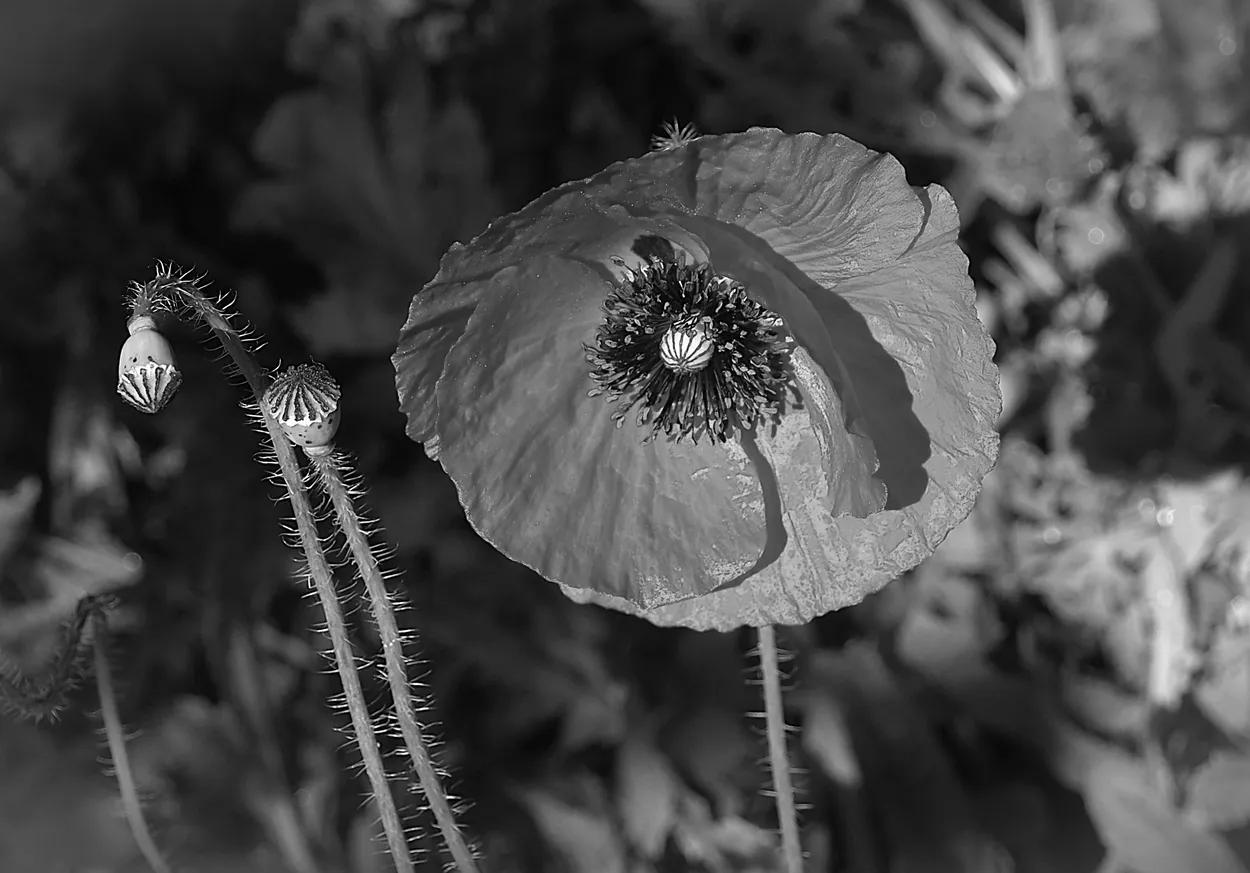 Entry 25514436