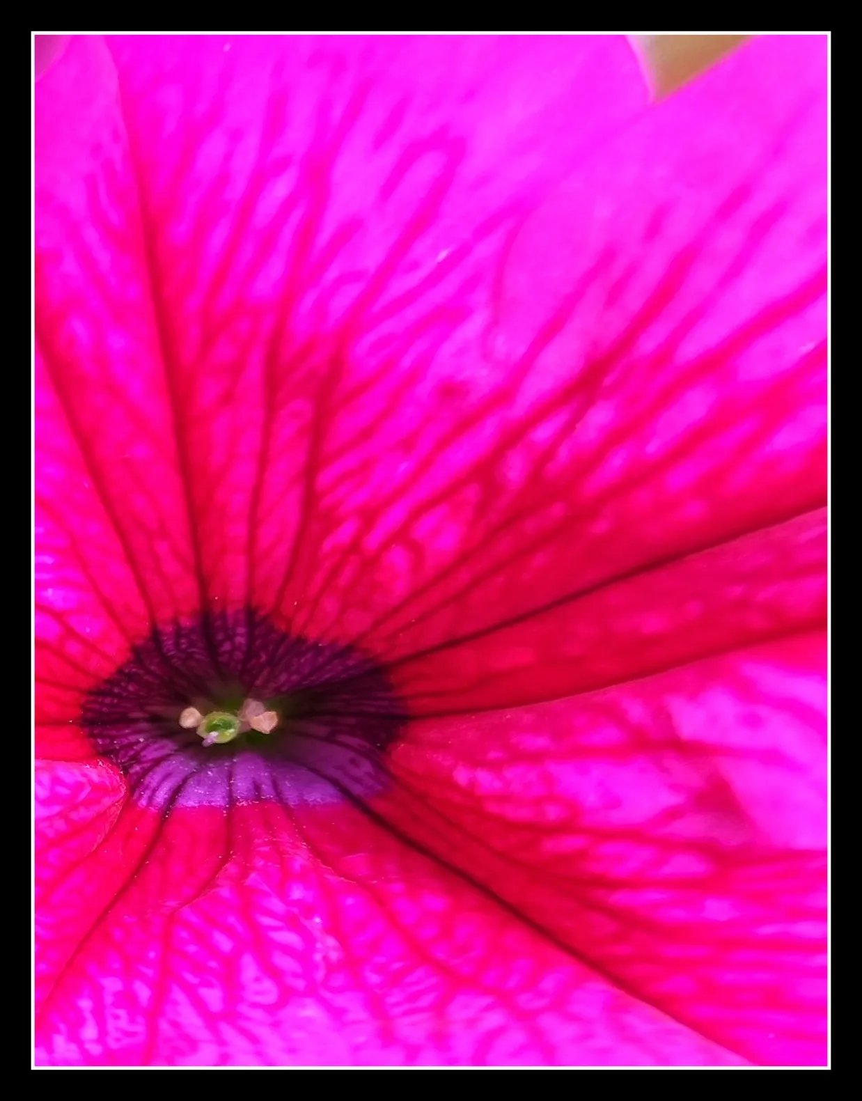 Beautiful pink