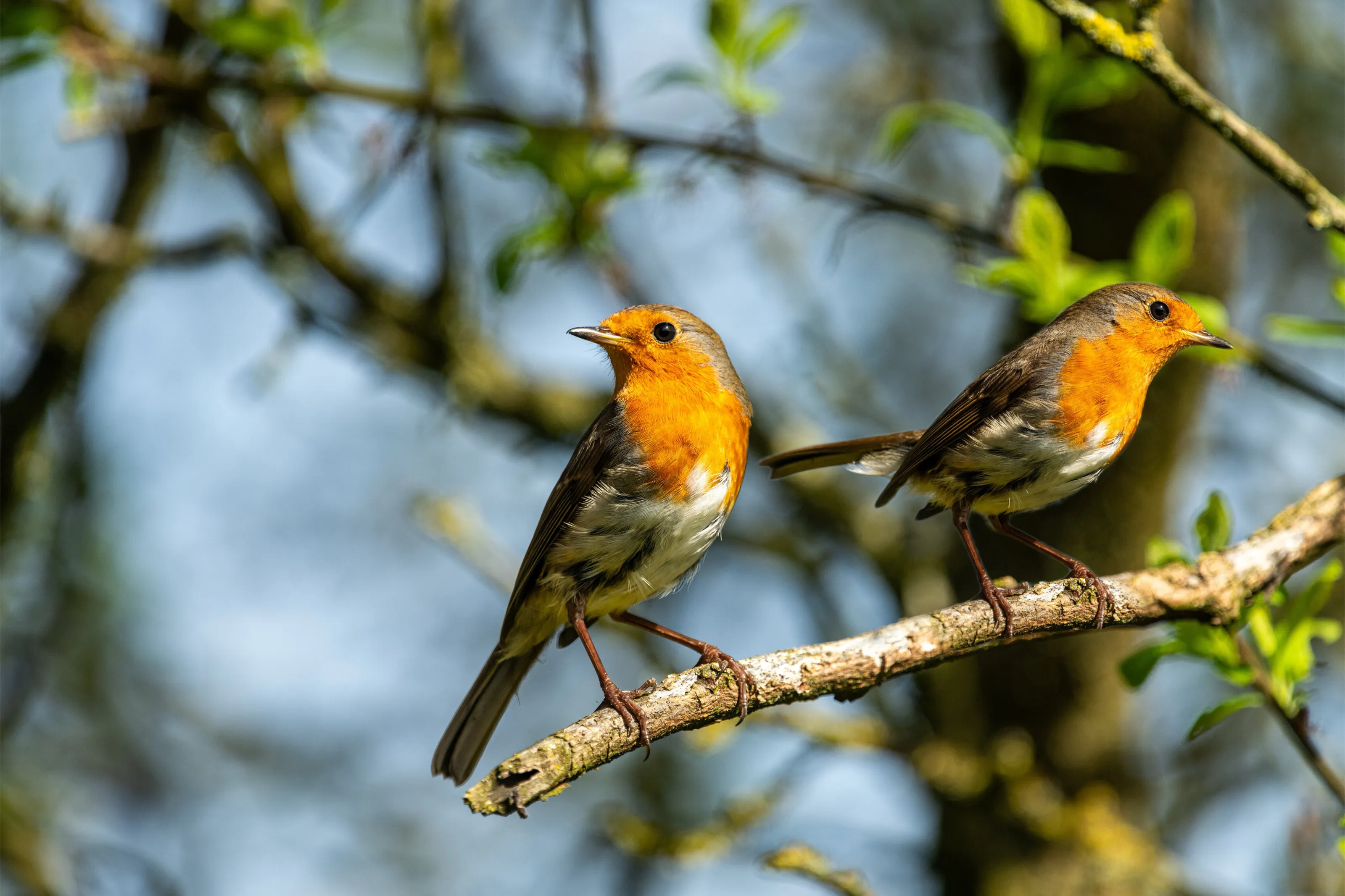 Two Garden Birds of the Same Species (in colour)