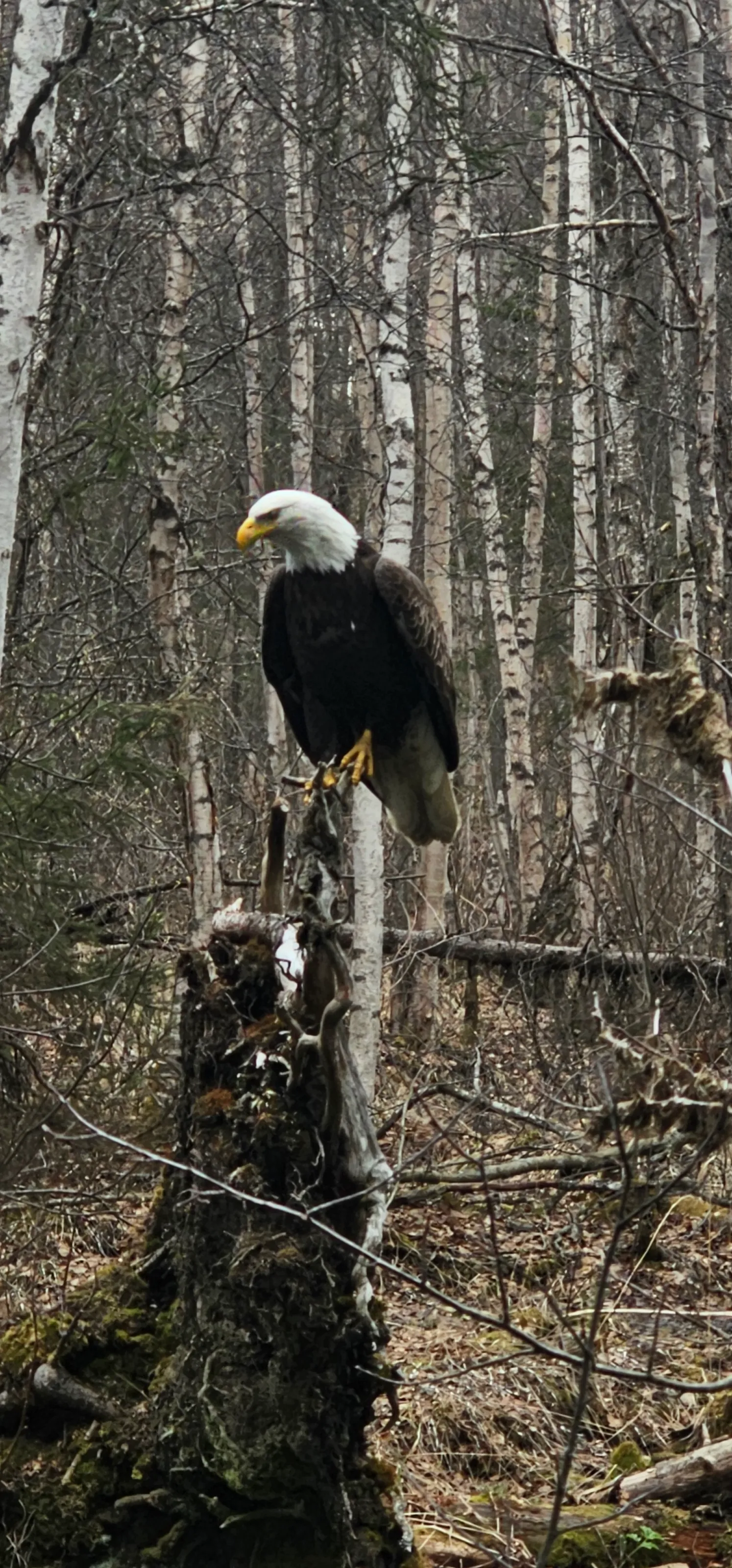 Eagle resting
