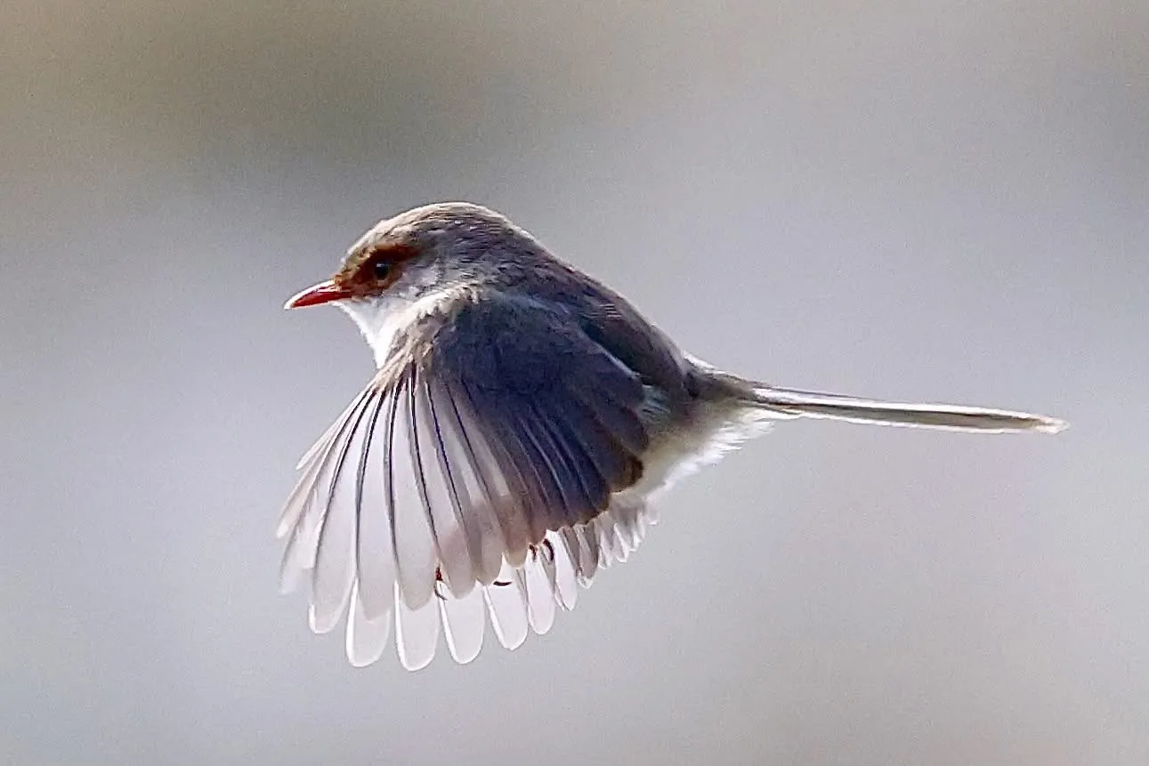 Wren fright