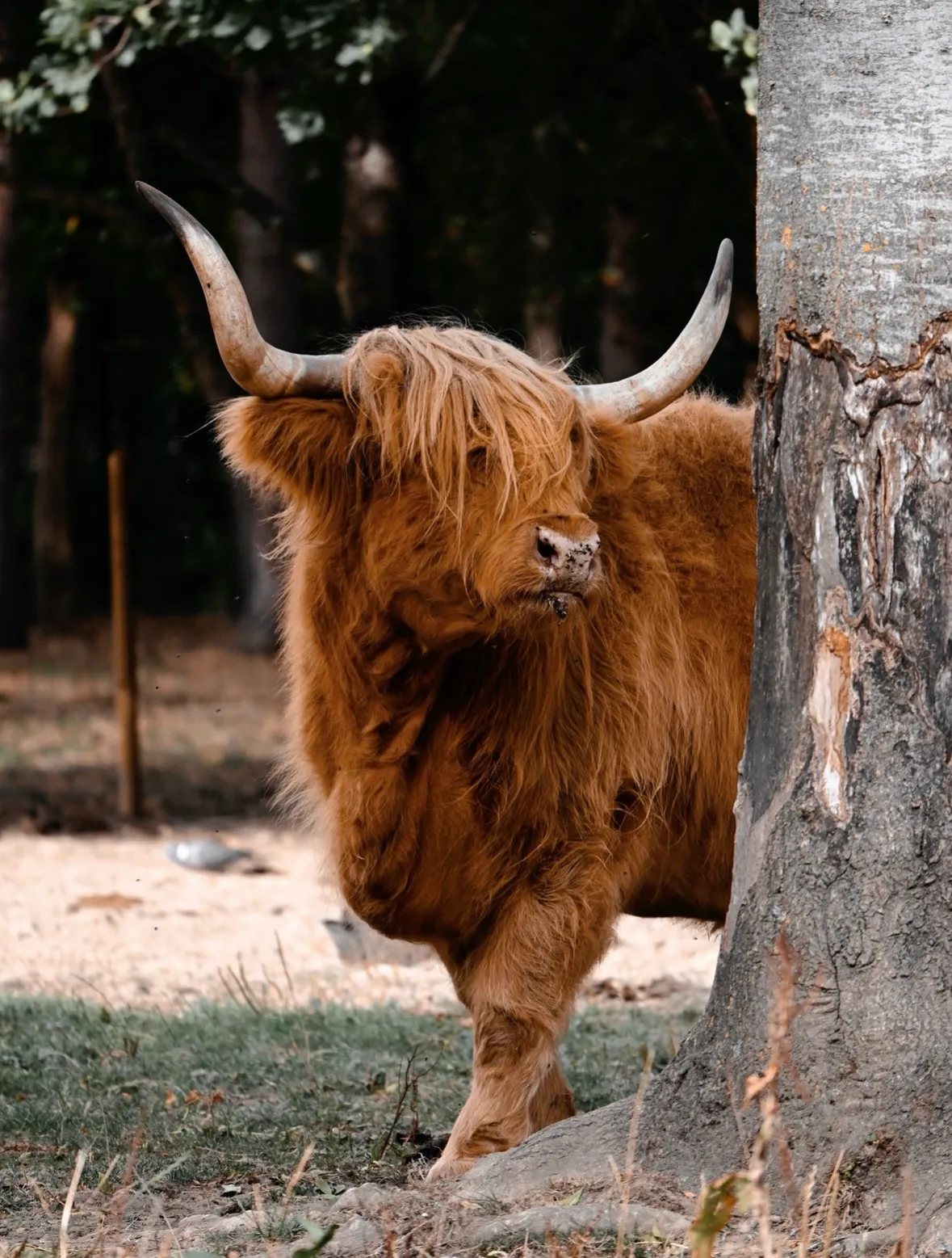 Highland Cow