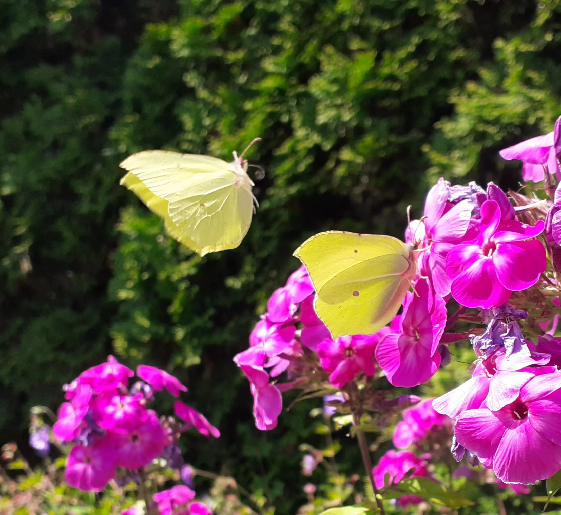Butterflies on Phlox Flowers.