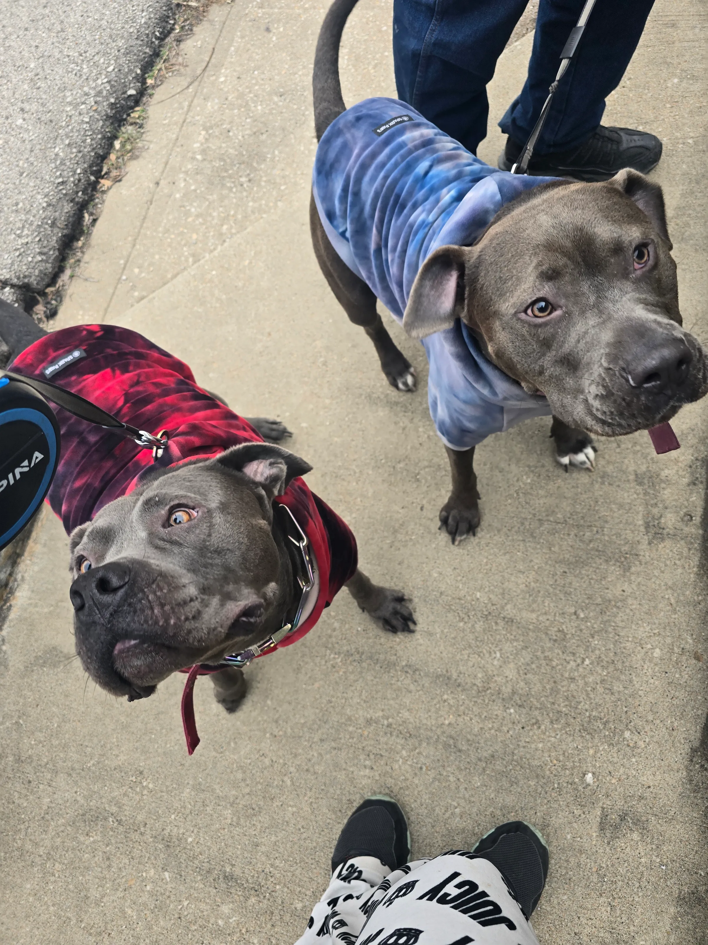 Cold Dogs