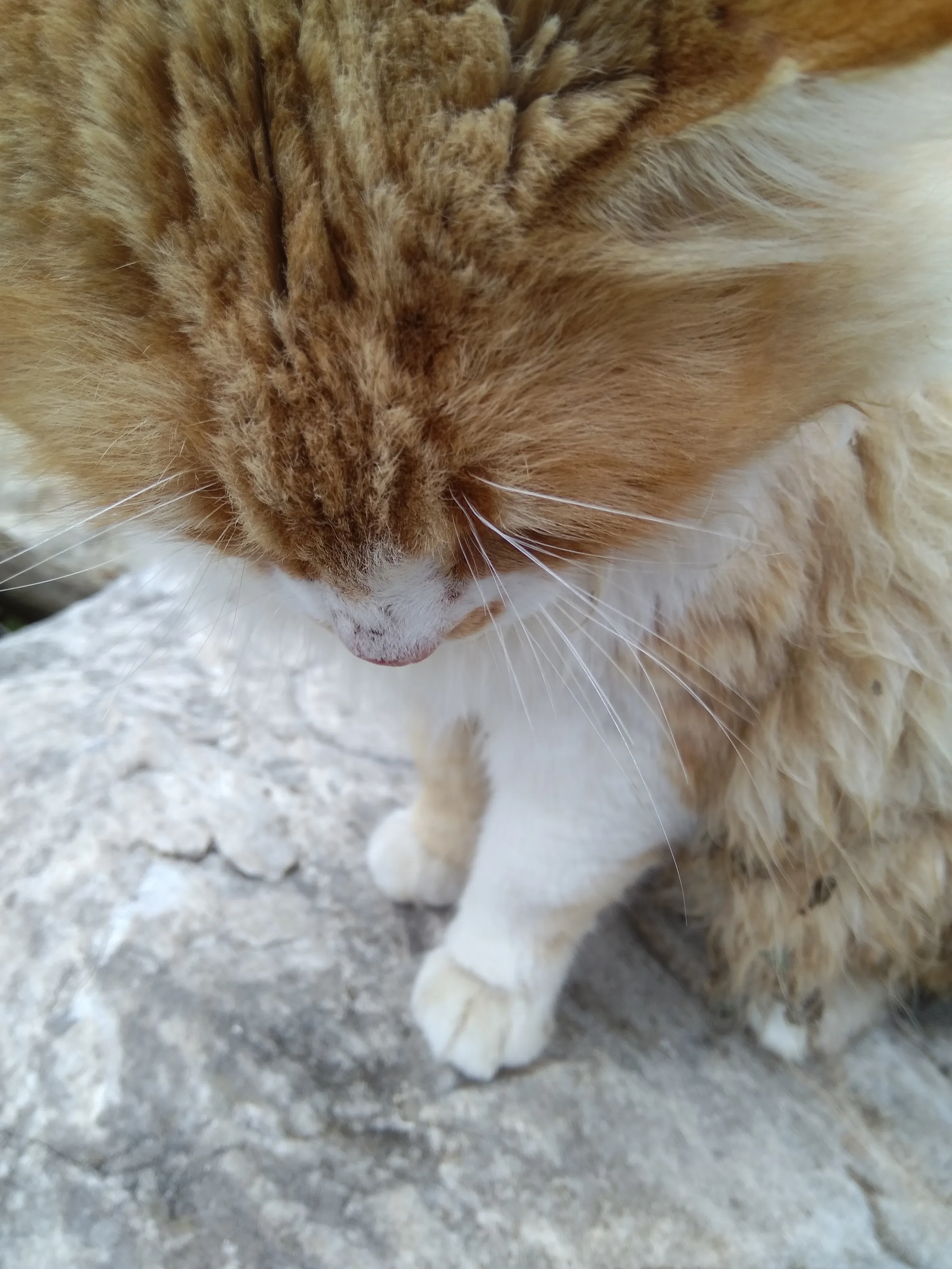 Red cat