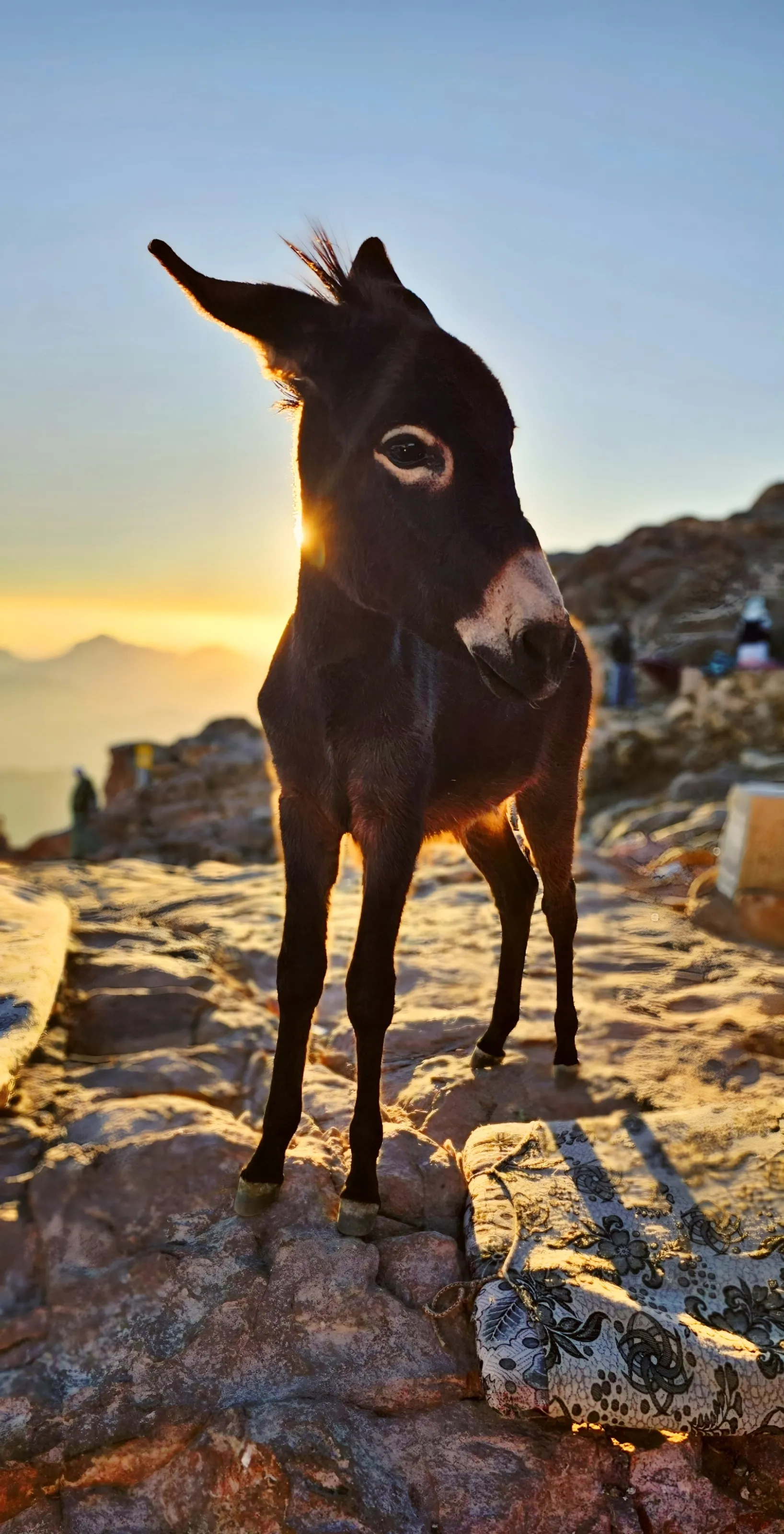 Young Donkey on Moses Mountain