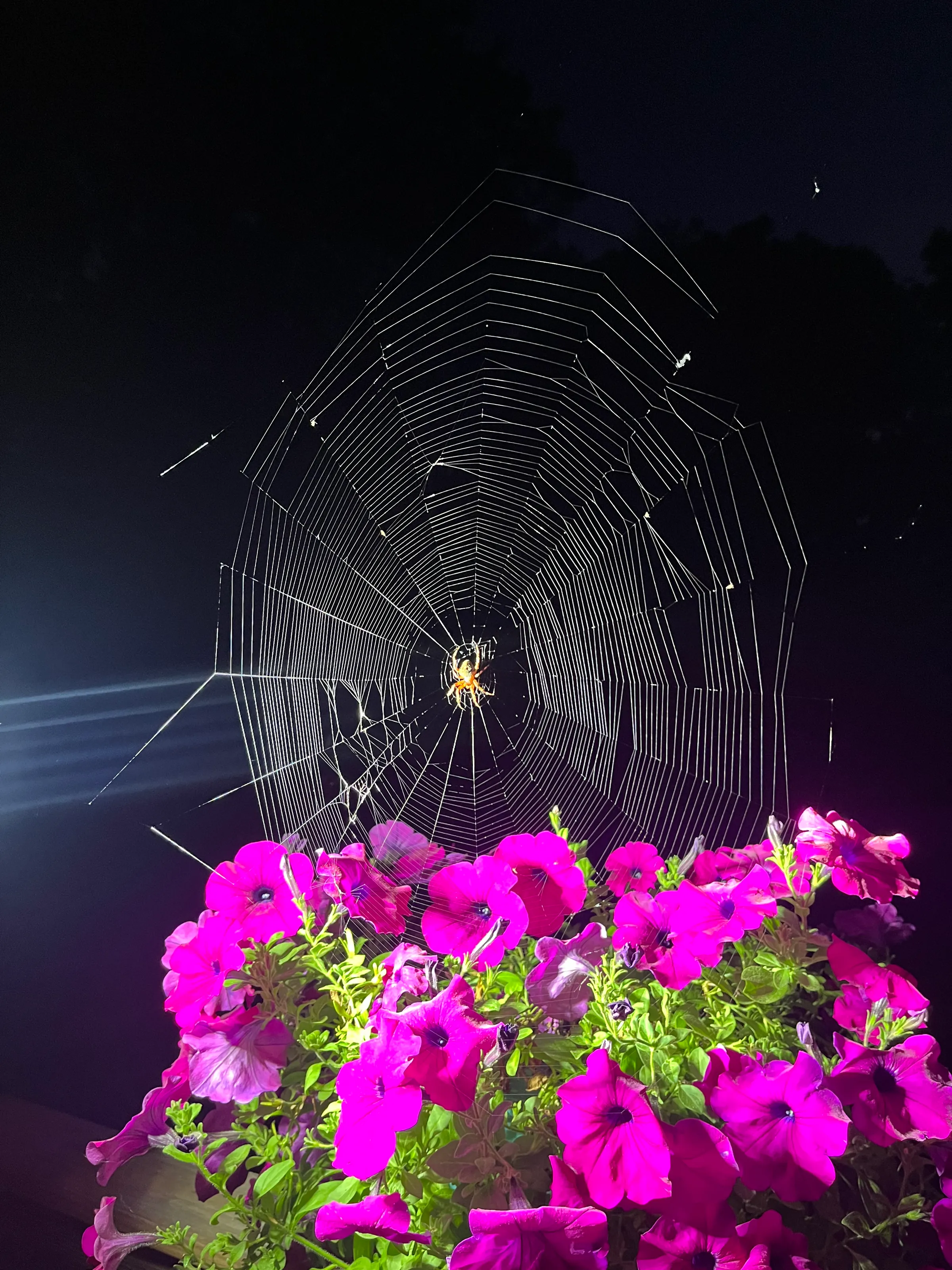 Spiderweb at night