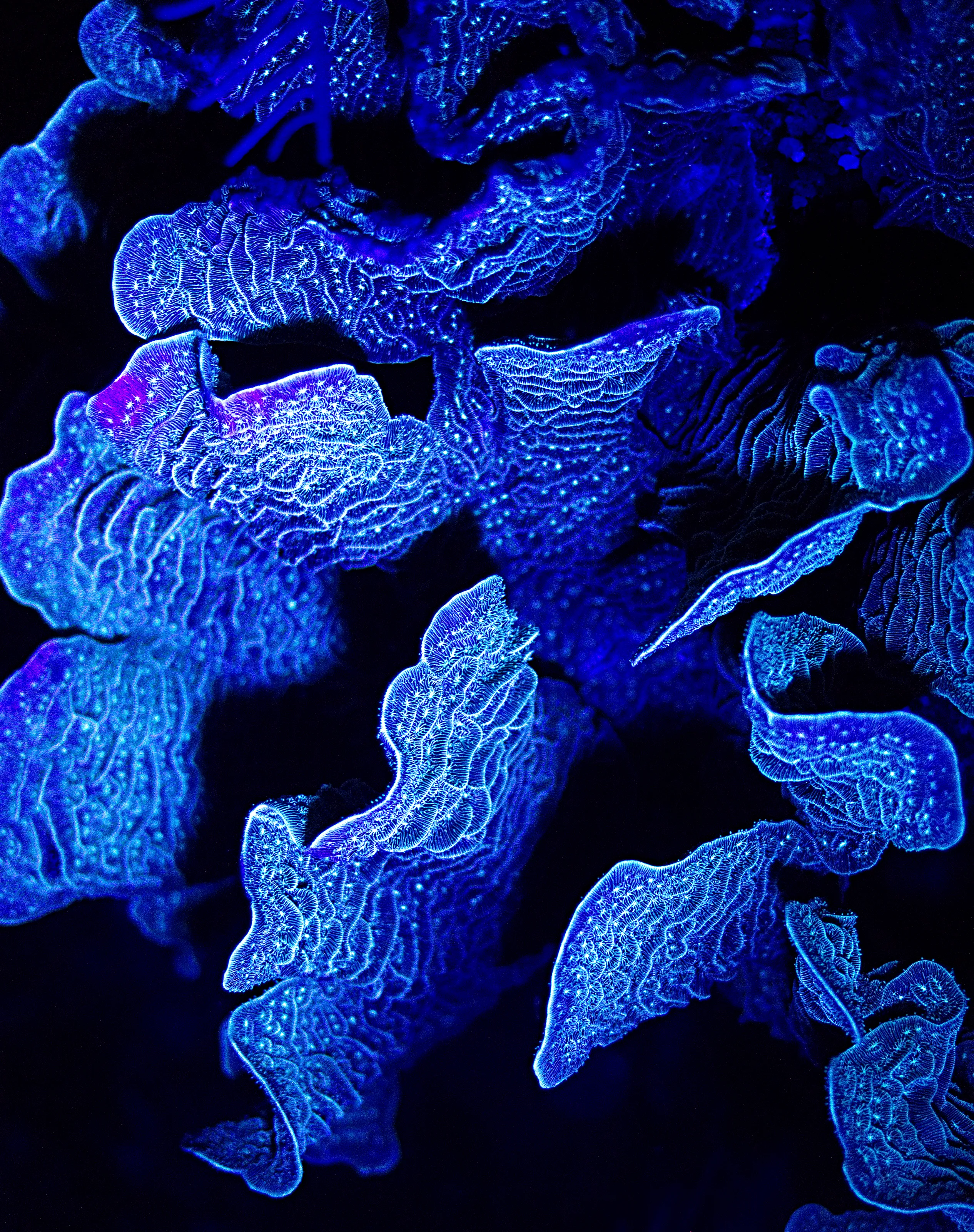 Coral Reef under UV light at night time.