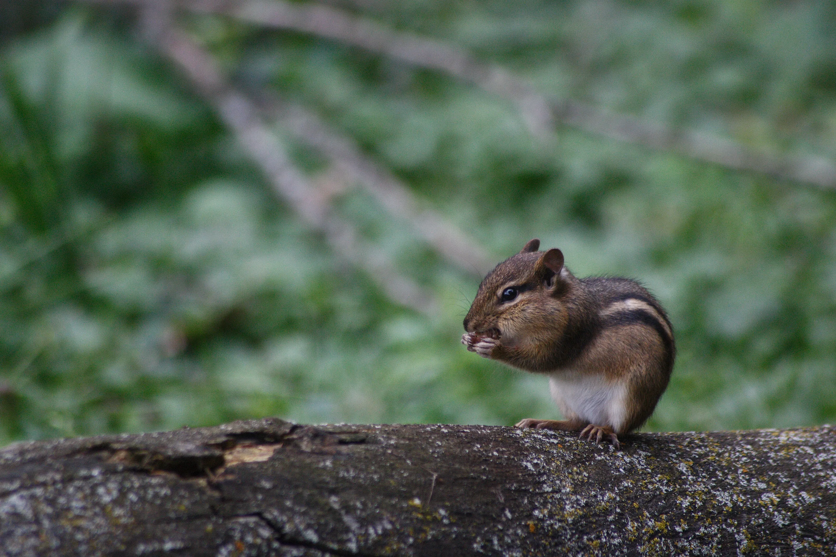 Chipmunk 🐿️