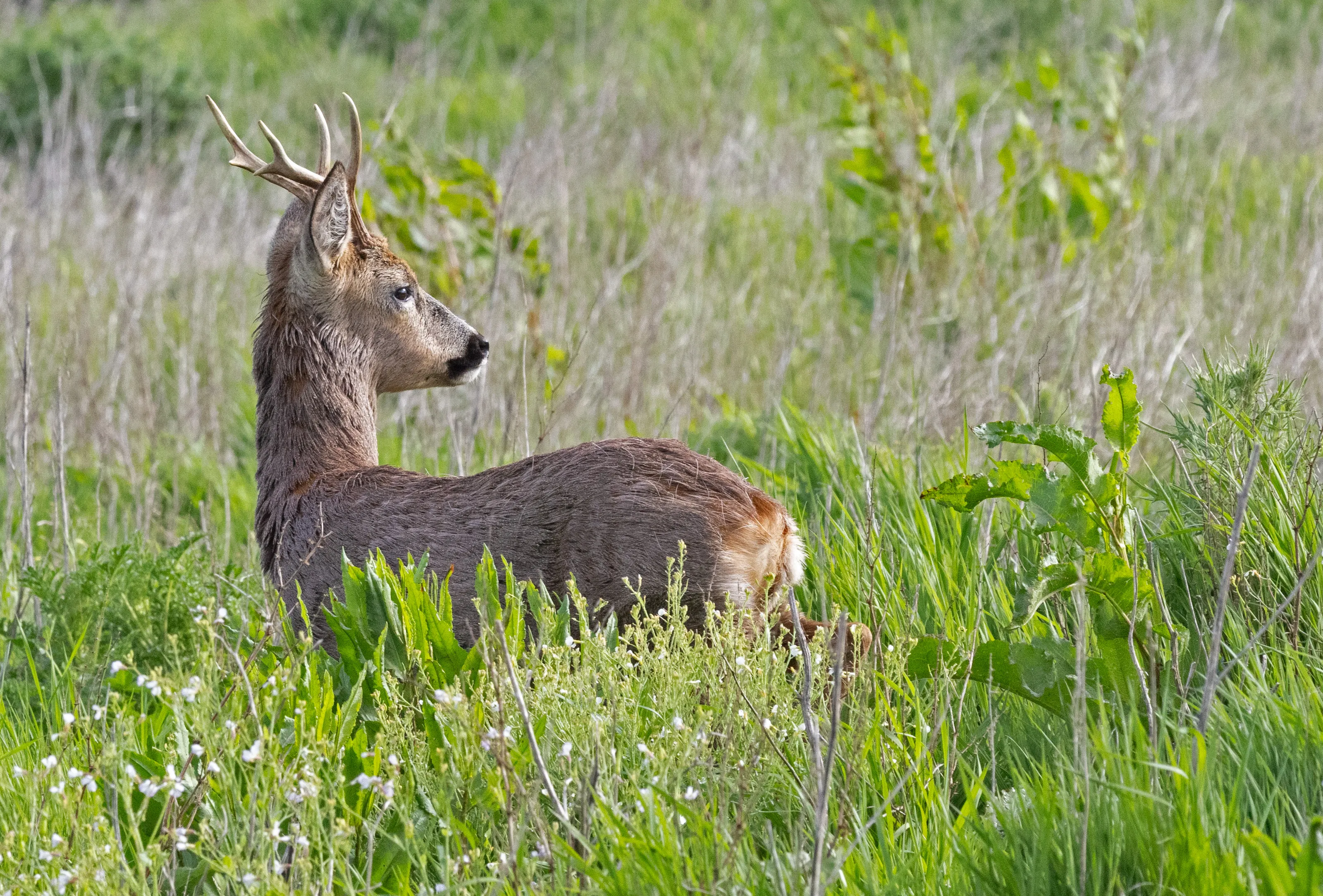 ROEBUCK