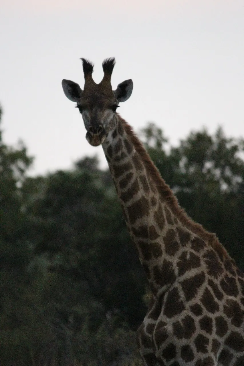 Giraffe view