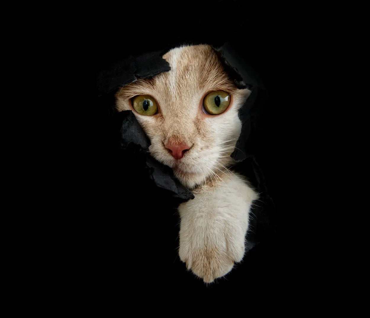 A kitten's breakthrough