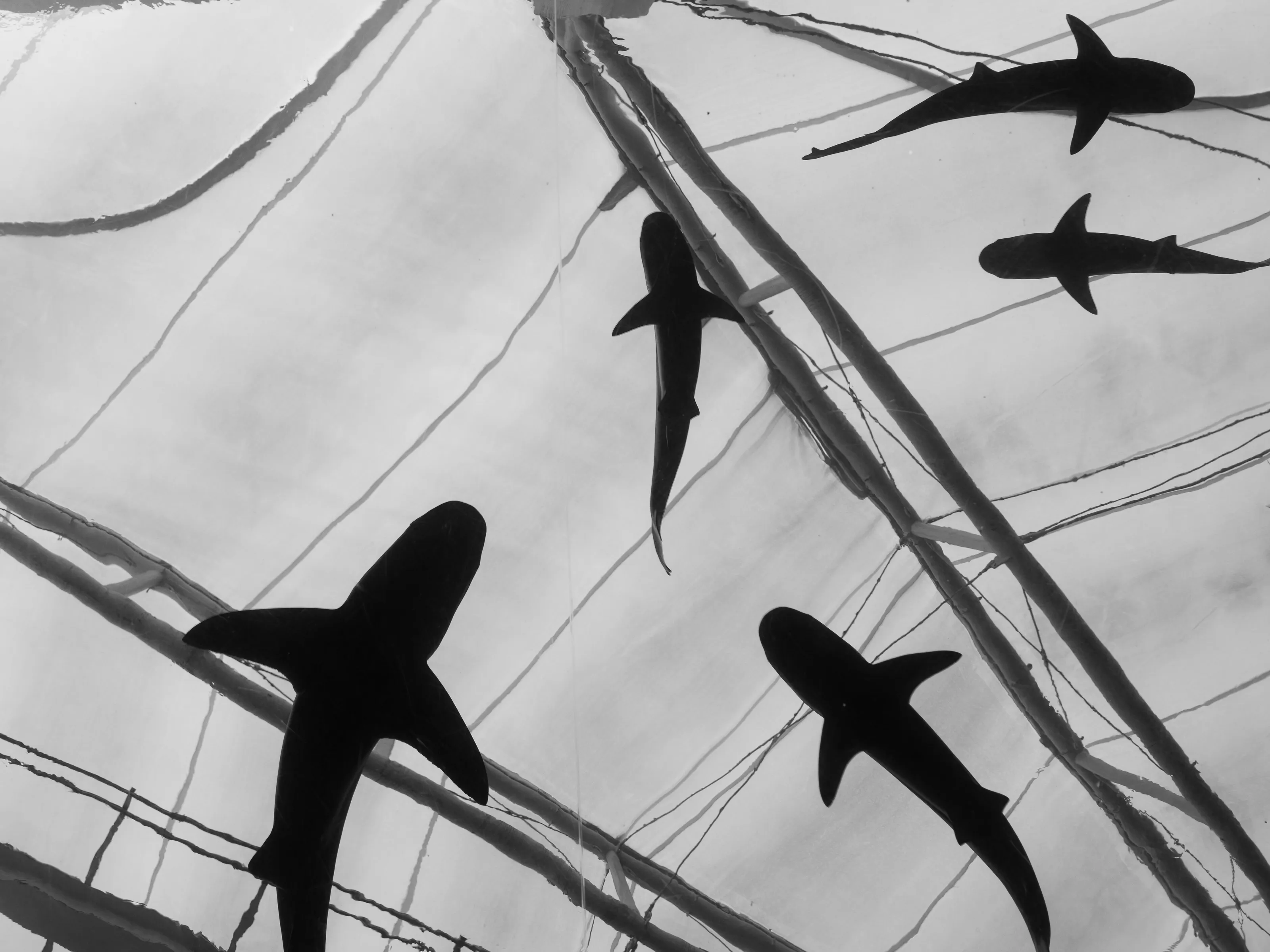 Sharks of the sky