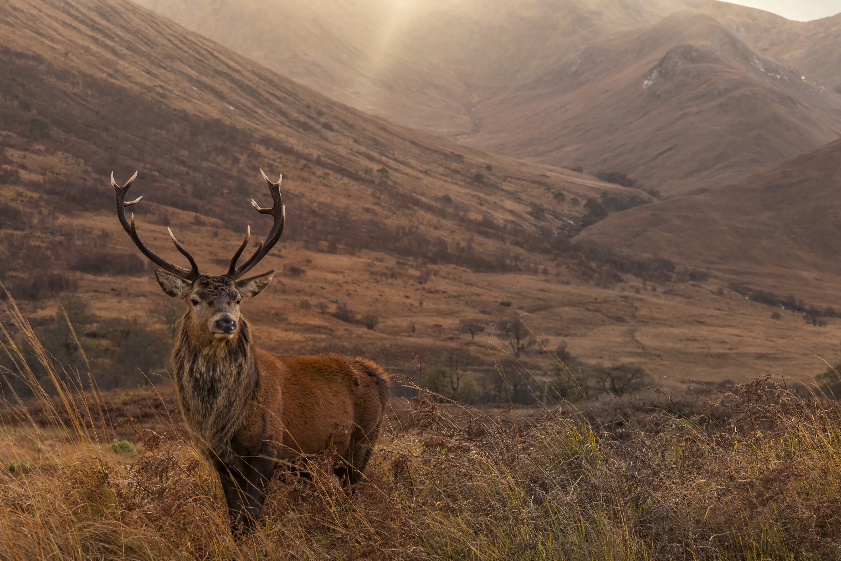 Monarch Of The Glen