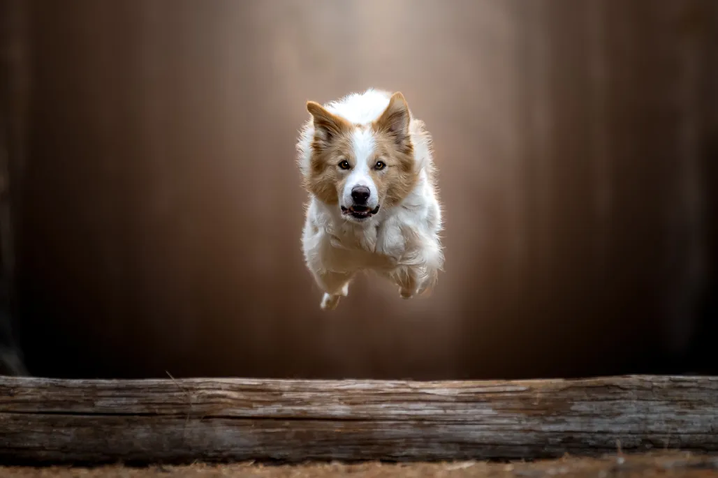 Flight of Focus